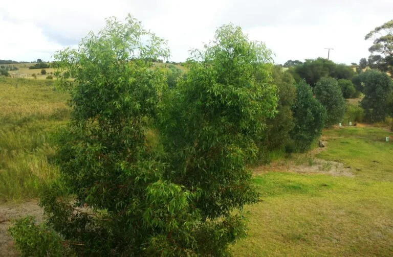 Lot 50 Regeneration