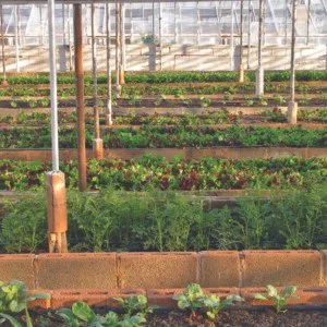 Climate-Proof Food