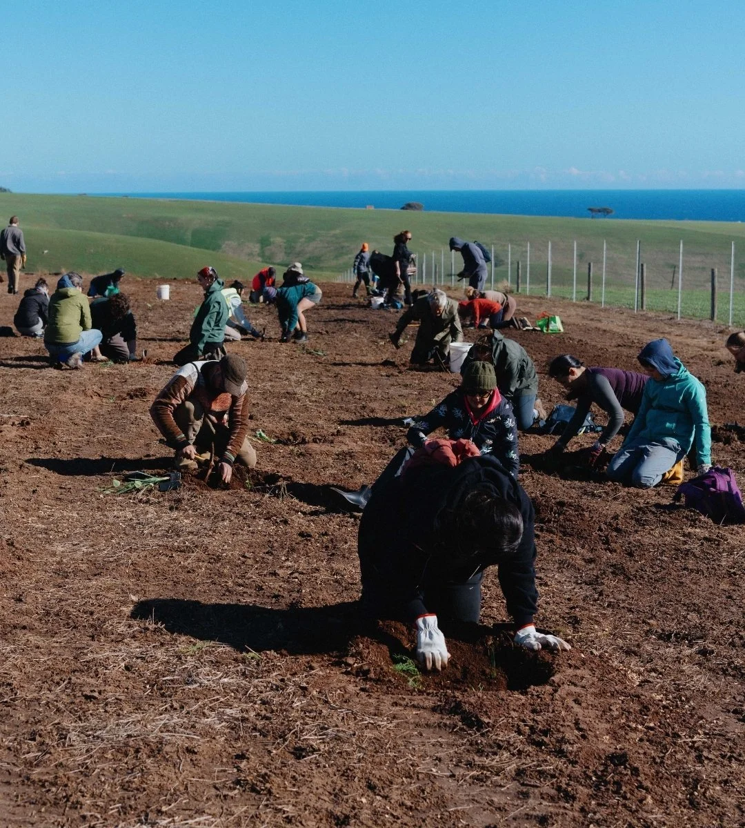 a group of people plant natives