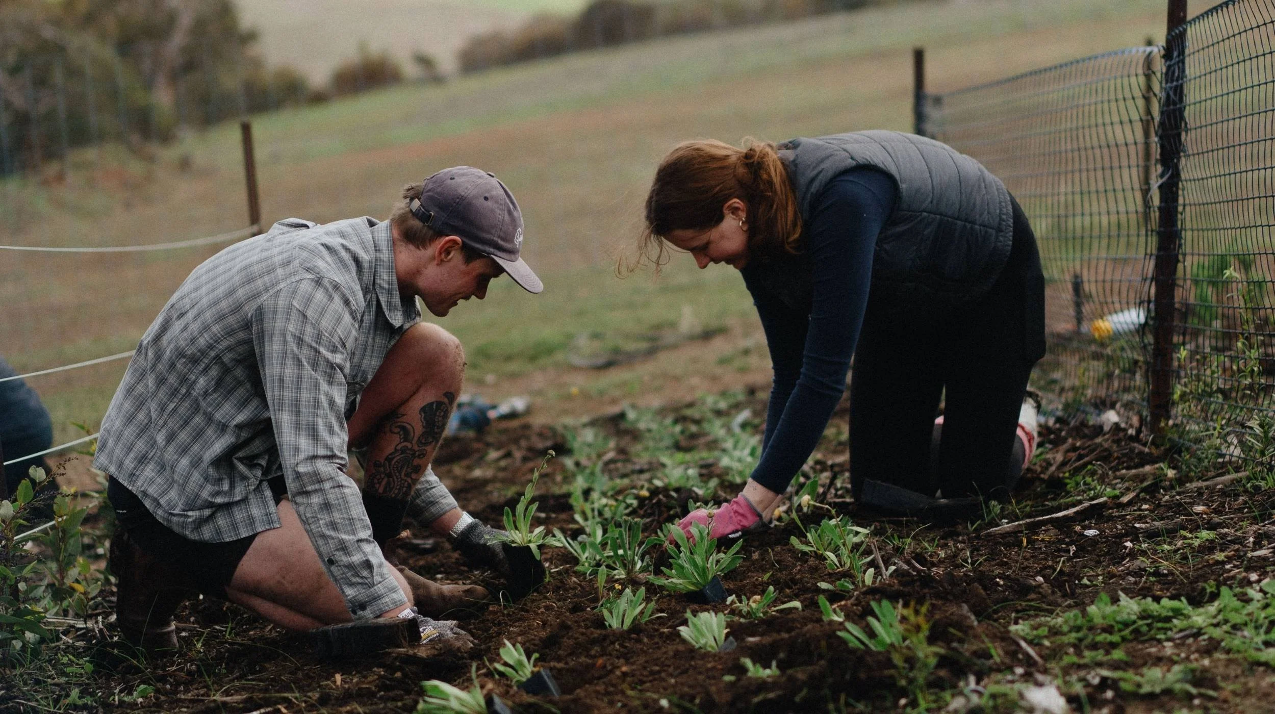 two people plant seedlings into the ground