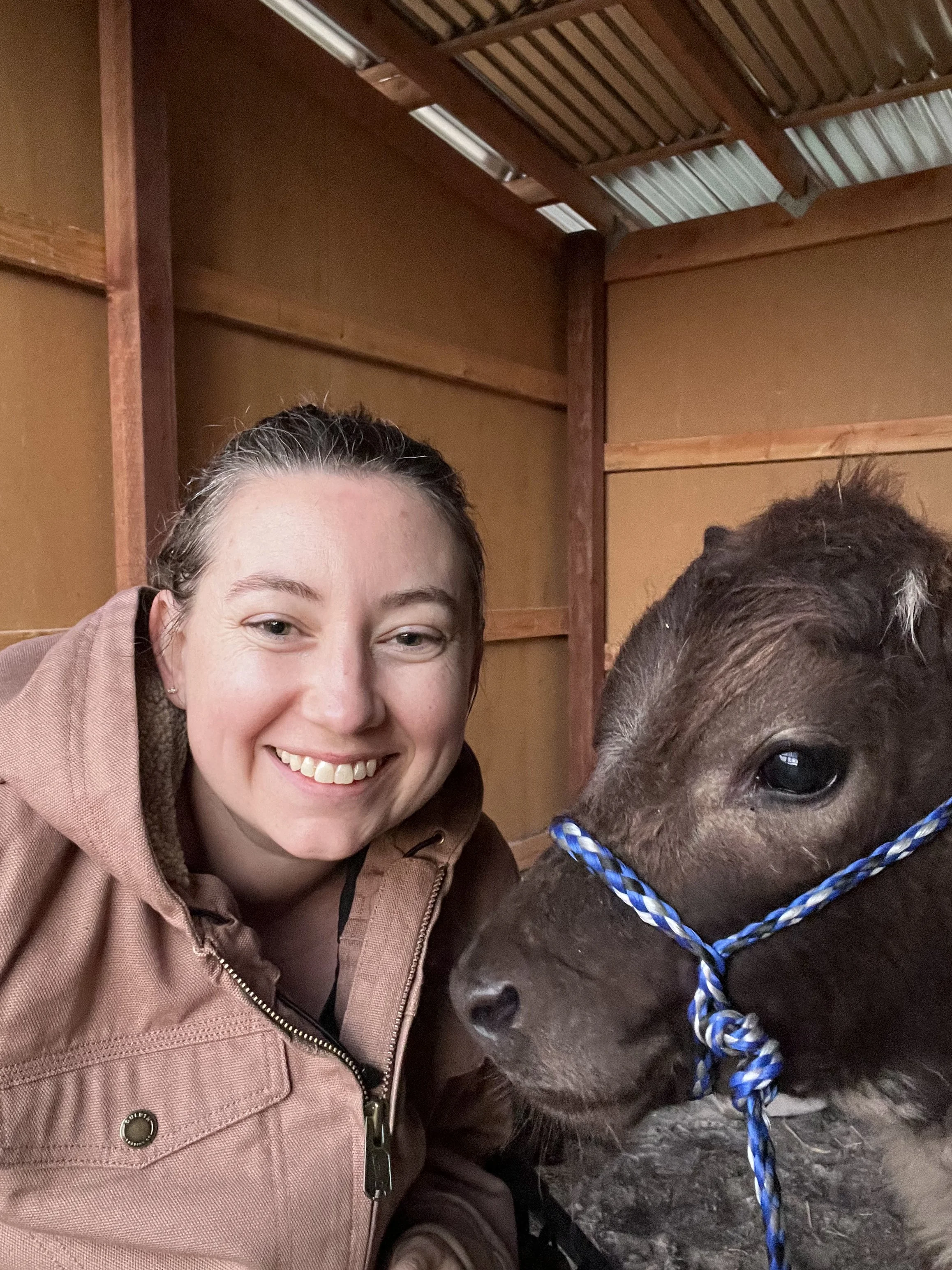 A woman with light skin, dark brown hair, smiling, poses for photo next to a dark brown calf with a blue and white rope halter. The setting appears to be indoors, in a barn with wooden walls and a metal roof visible in the background. HighPark heifer