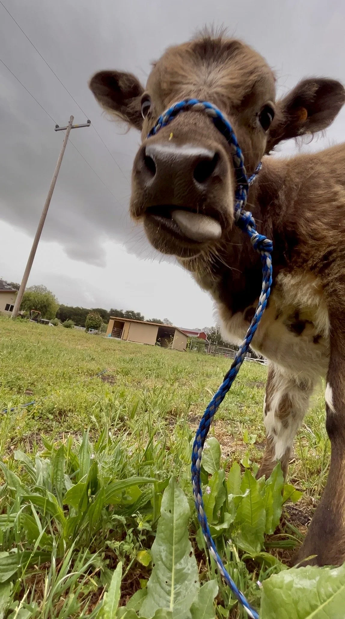 Close-up of a HighPark calf with a blue halter, standing outdoors on green grass with a cloudy sky in the background. Bliss Ranch Company.