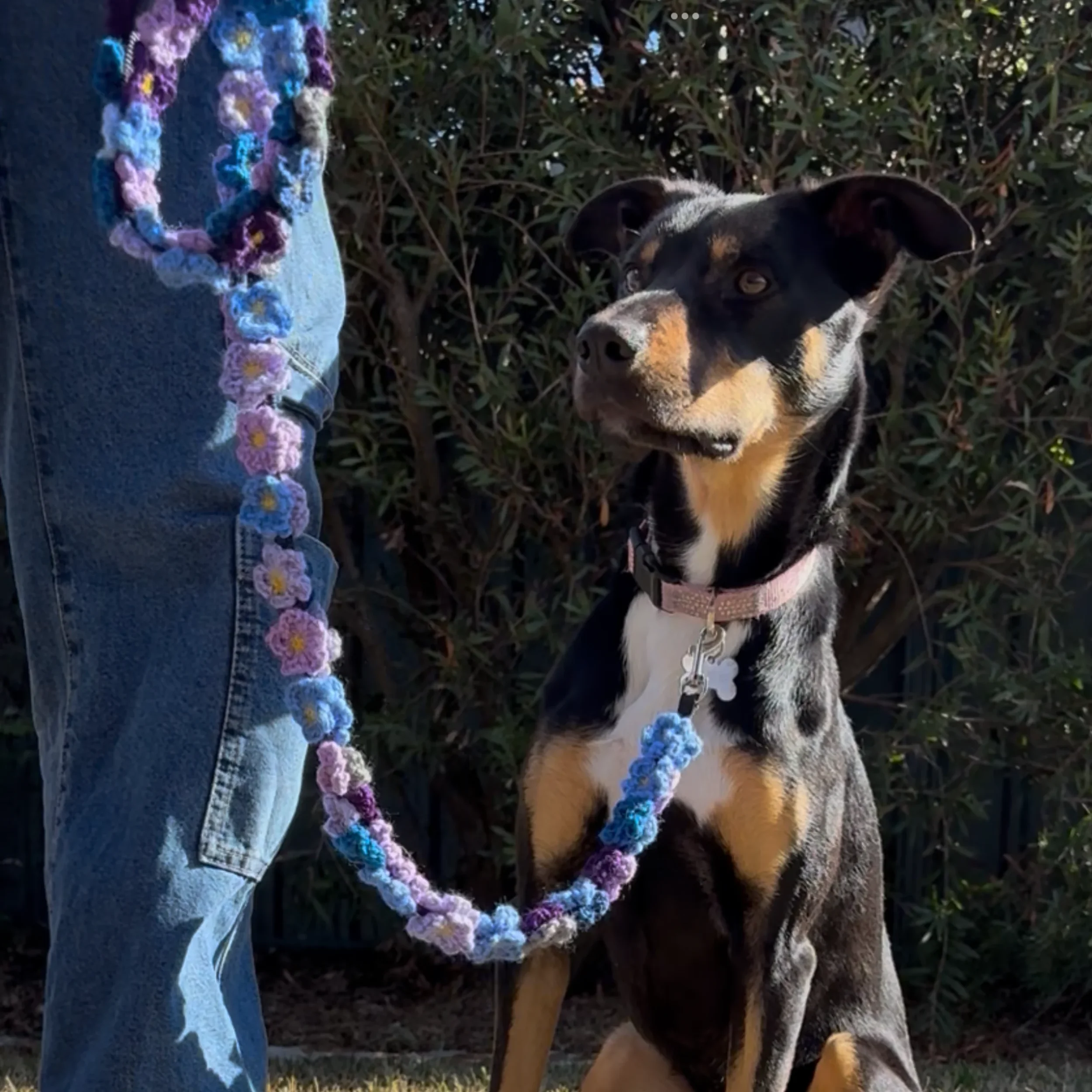 DW-Web-FlowerDogLeash-Blue.webp