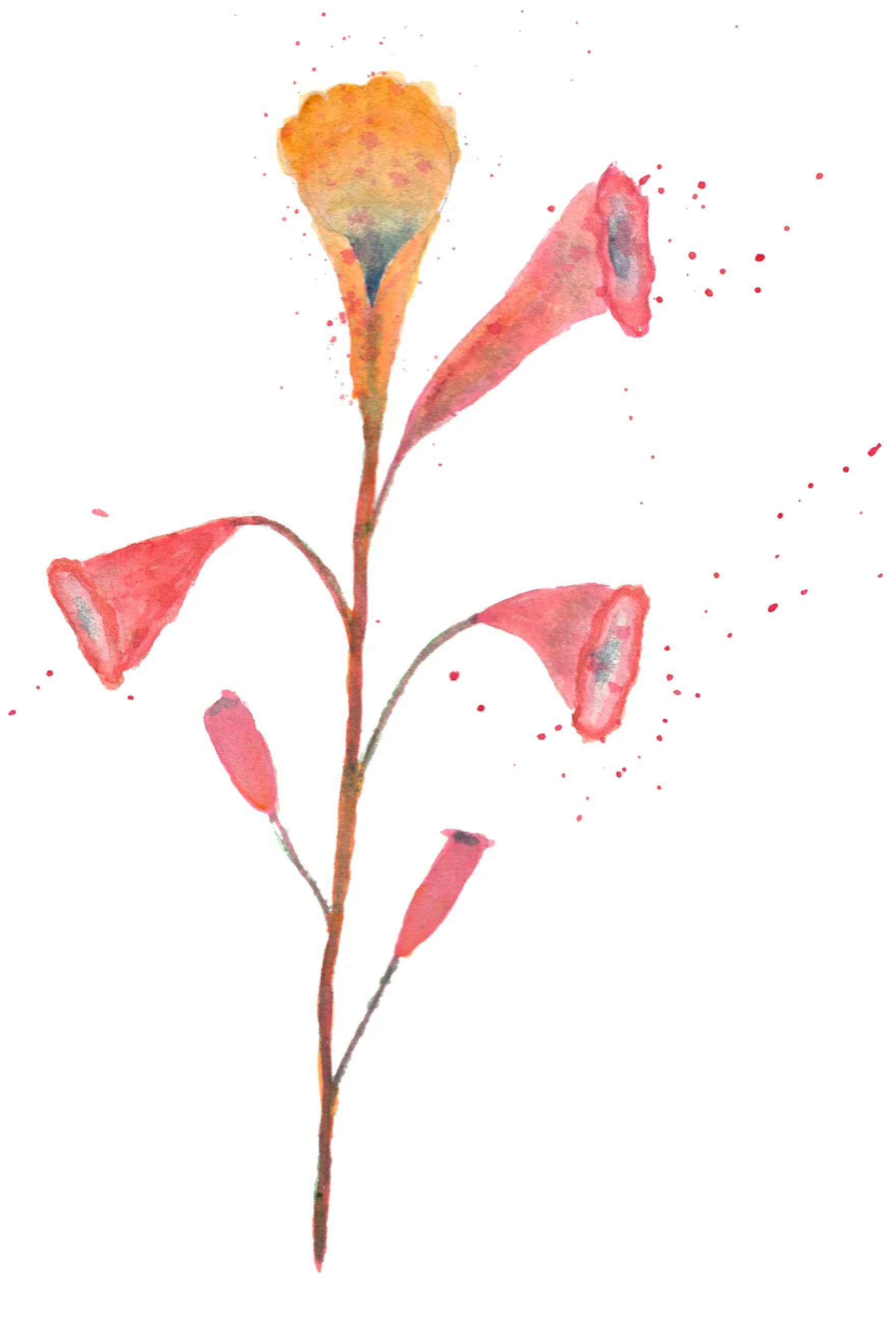 Watercolour painting of a funnel-shaped leaf