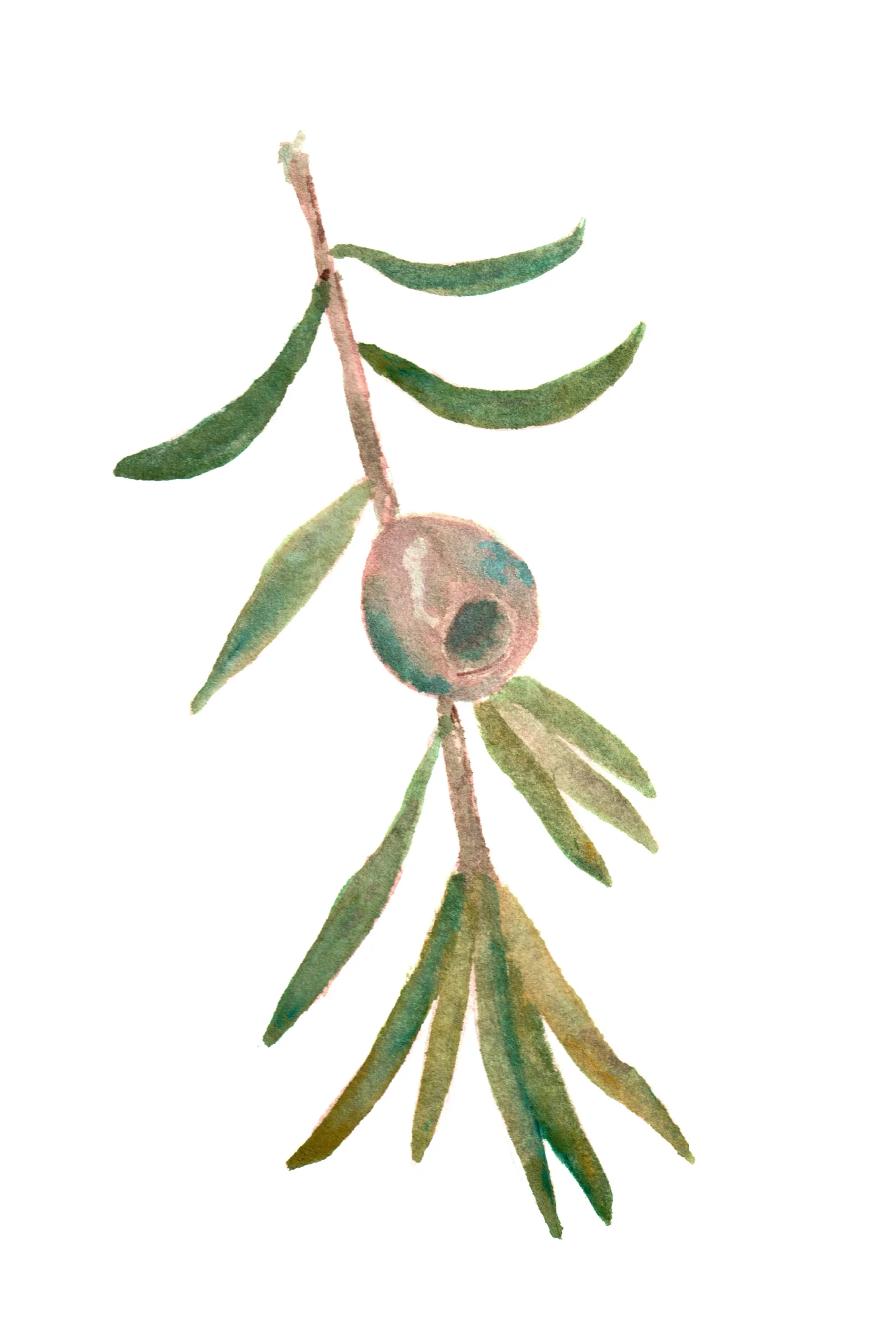 Watercolour painting of a yew leaf