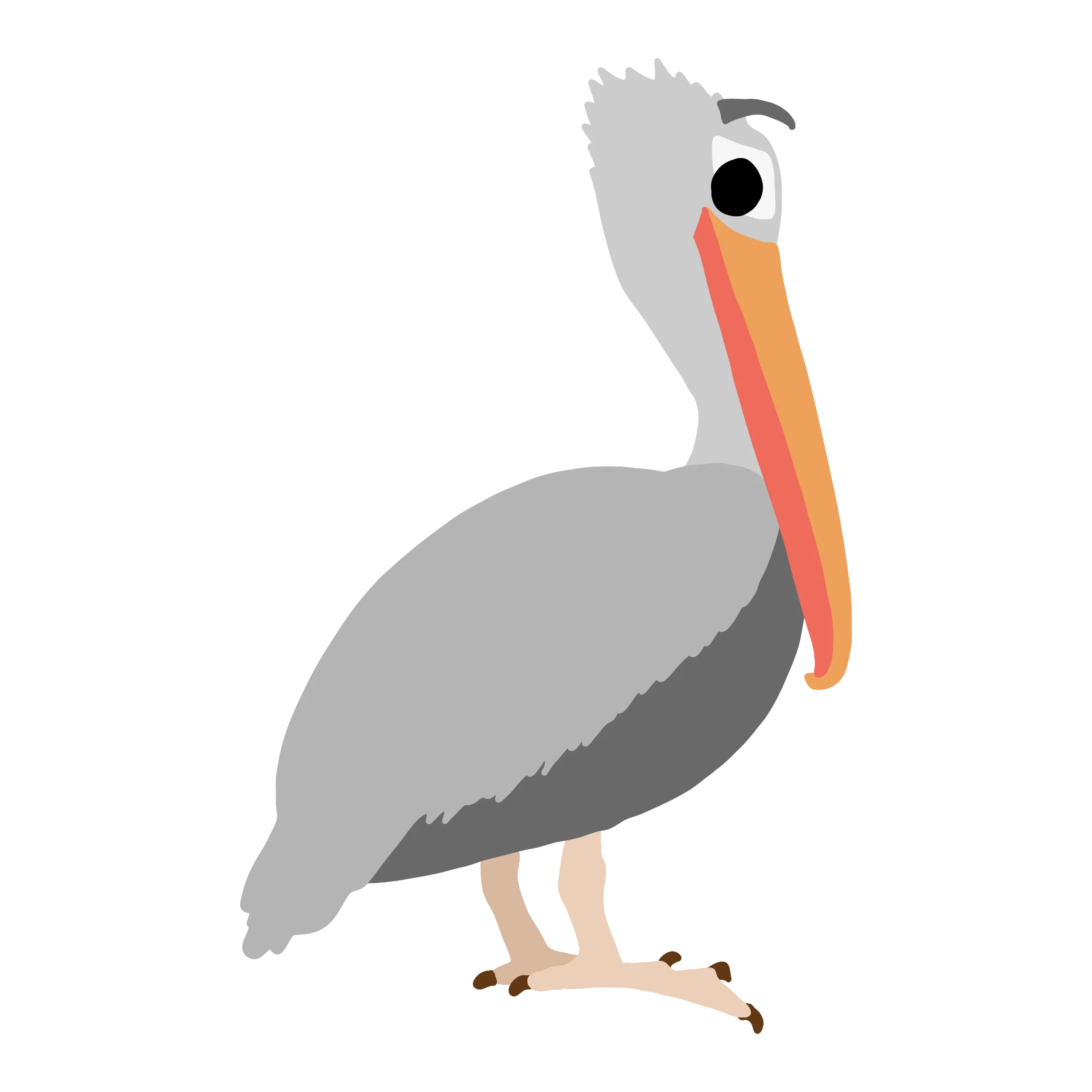 Pelican giving side-eye