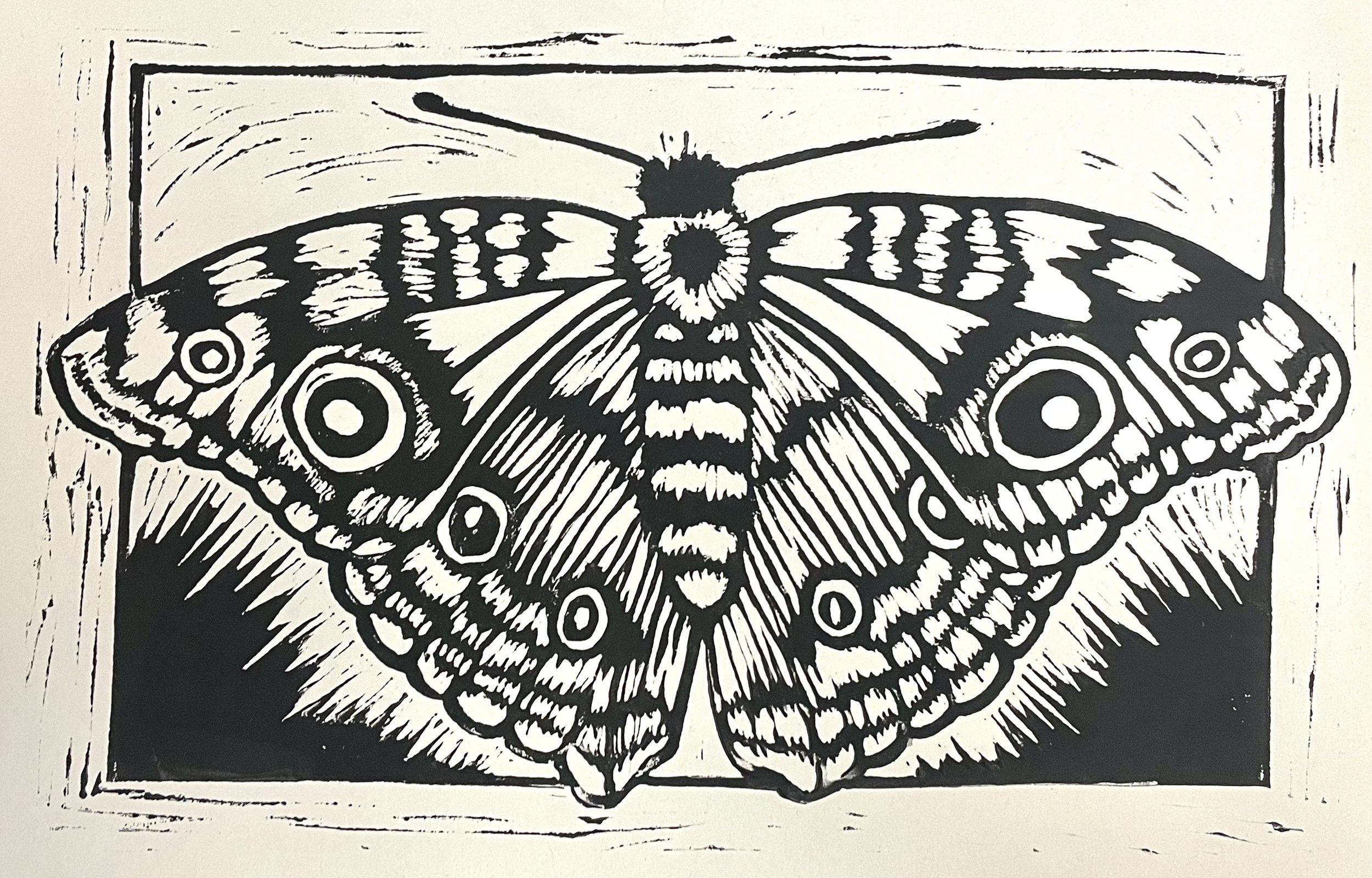 Black and white illustration of a butterfly with intricate patterns on its wings, framed within a rectangular border.
