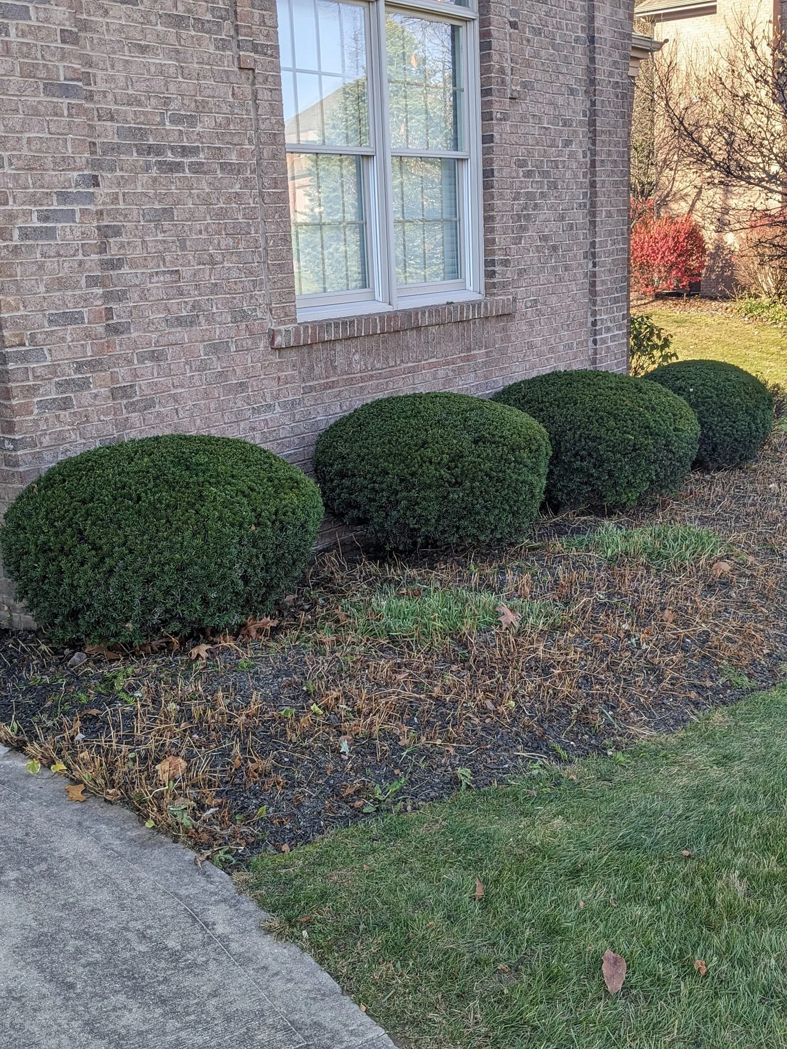 A brick house wall with a window and four neatly trimmed round bushes in the garden bed underneath, with some fallen leaves on the grass and sidewalk.