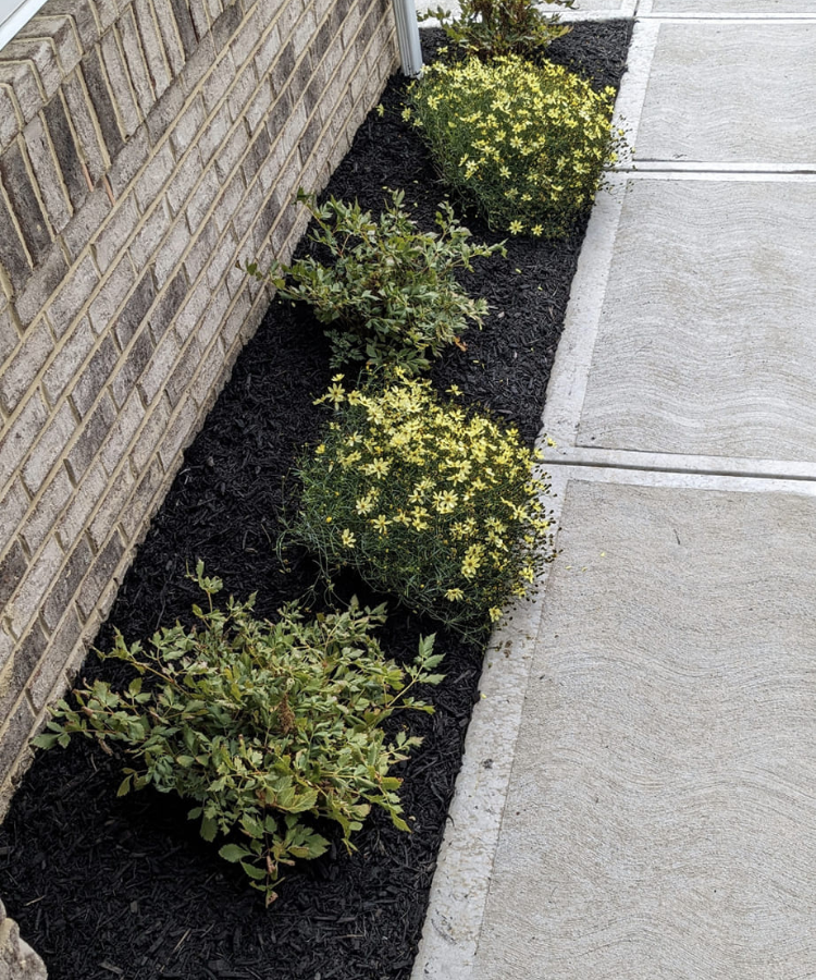A garden bed with dark mulch containing four small yellow flowering plants and green shrubs, located next to a brick wall and sidewalk.