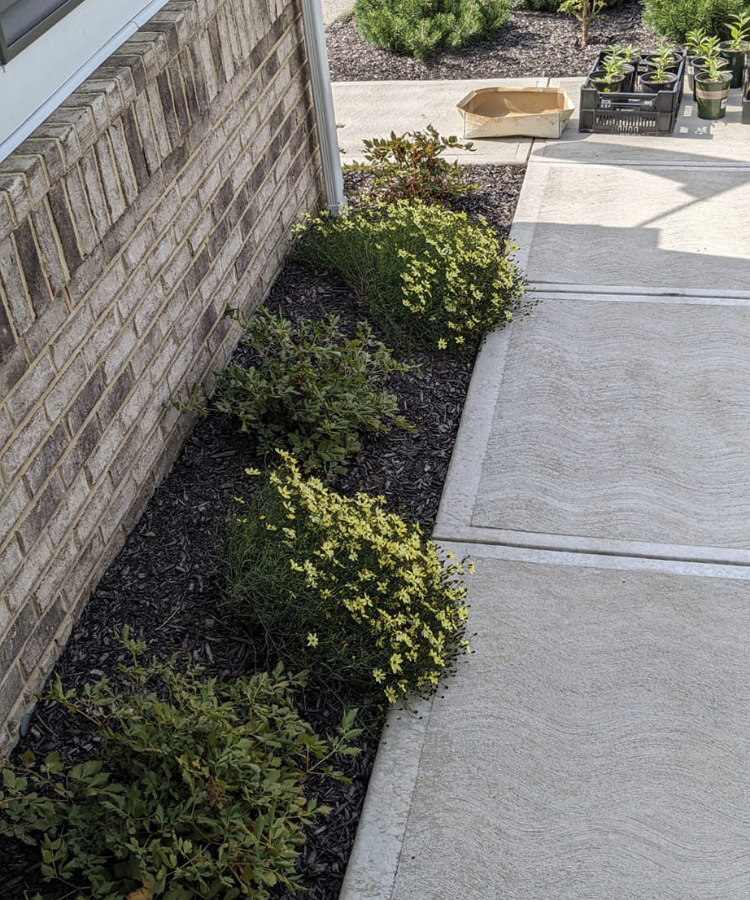 View of a garden bed with green shrubs and yellow flowers next to a brick wall and concrete sidewalk, with gardening supplies in the background.