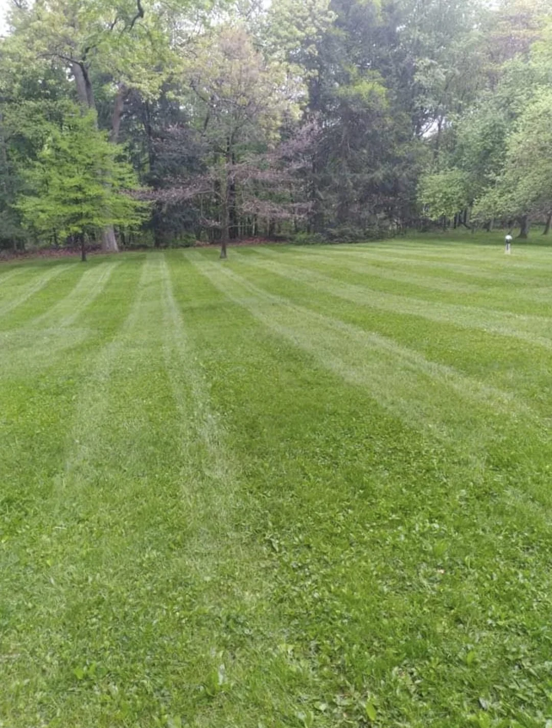 A well-maintained grassy lawn with striped mowing pattern, surrounded by trees with green and some purple leaves.