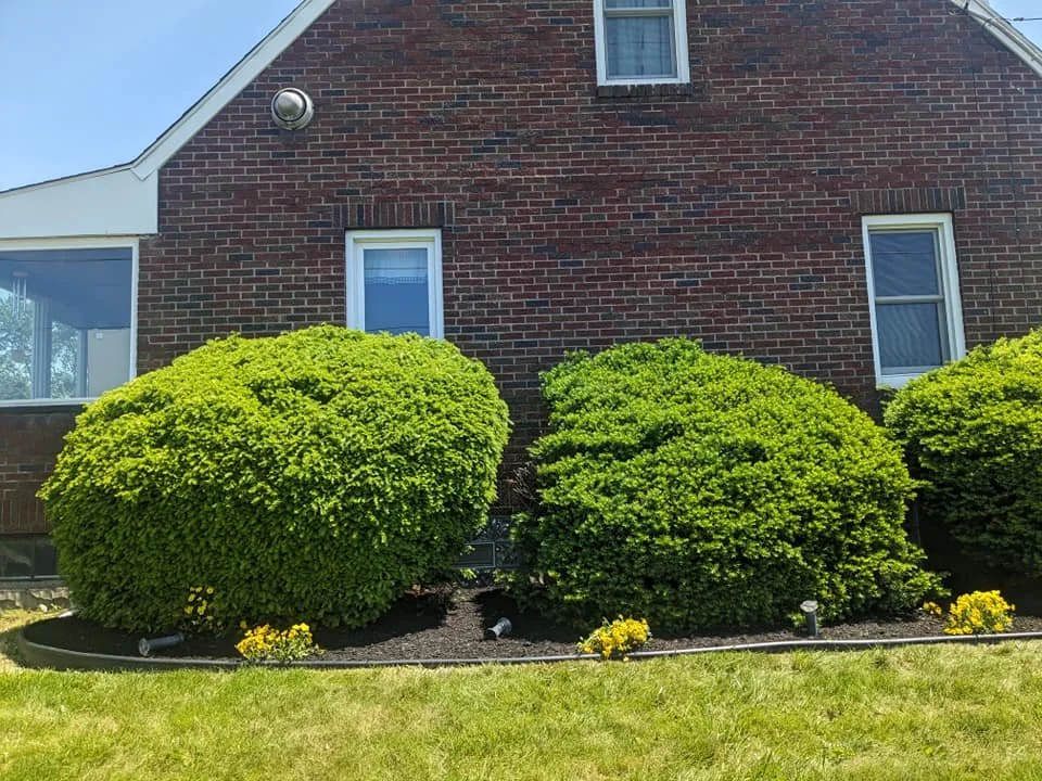 front yard with three large, well-maintained green bushes and small yellow flowers, in front of a brick house with three windows and a sloped roof