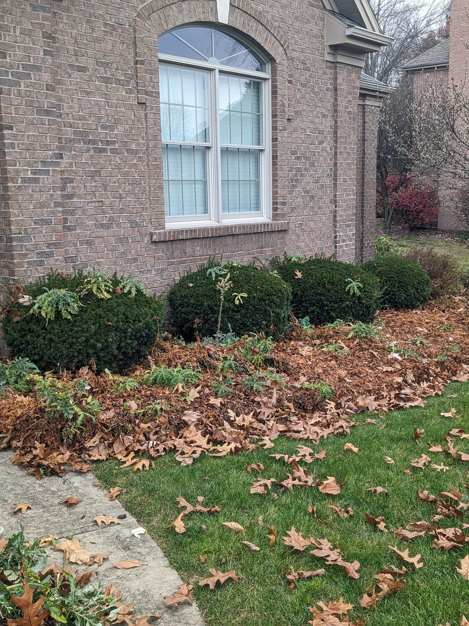 A brick house with a large arched window and trimmed bushes in the front yard, with fallen leaves on the grass and sidewalk, during late fall.