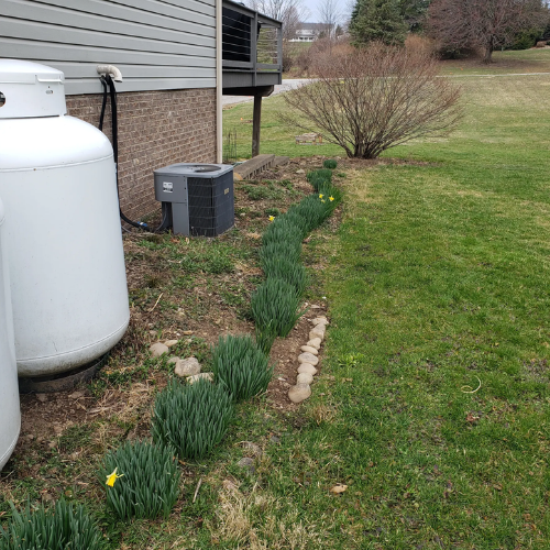 A backyard flower bed with blooming daffodils along a stone border next to a house, with a propane tank and air conditioning unit nearby, a small shrub, and a grassy lawn in the background.