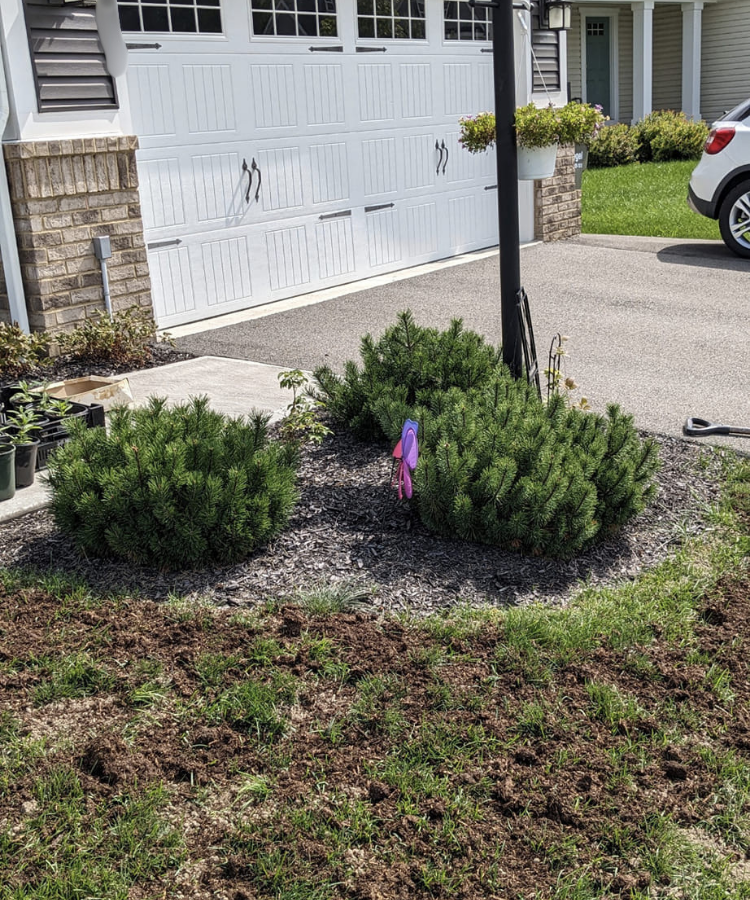 A small garden bed with pine bushes, a garden hose, and a purple and pink garden decoration, next to a concrete driveway and a house with a white garage door and shrubs.