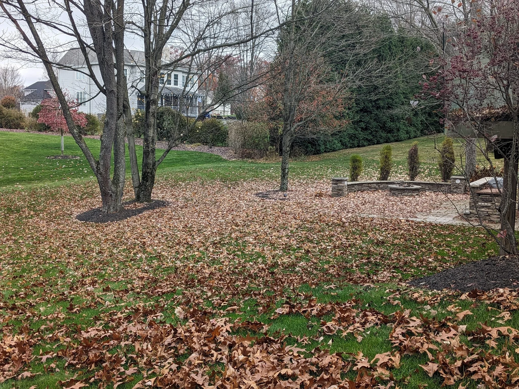 A backyard scene in autumn with trees, fallen leaves, and a house in the background.
