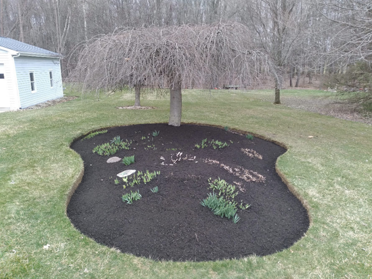 A backyard garden bed around a tree with bare branches, planted with small green plants, surrounded by trimmed grass.