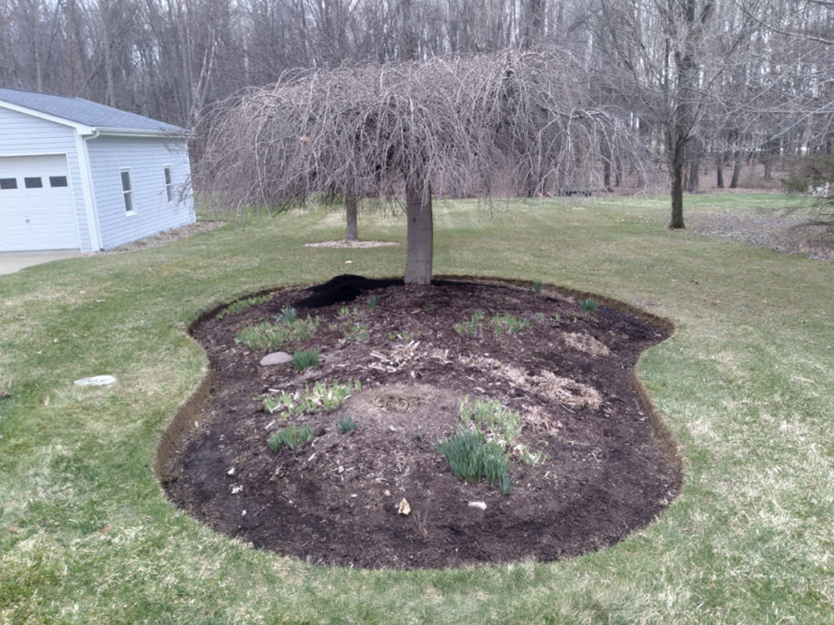 A garden bed around a leafless tree with young green plants, located in a yard with a house in the background.