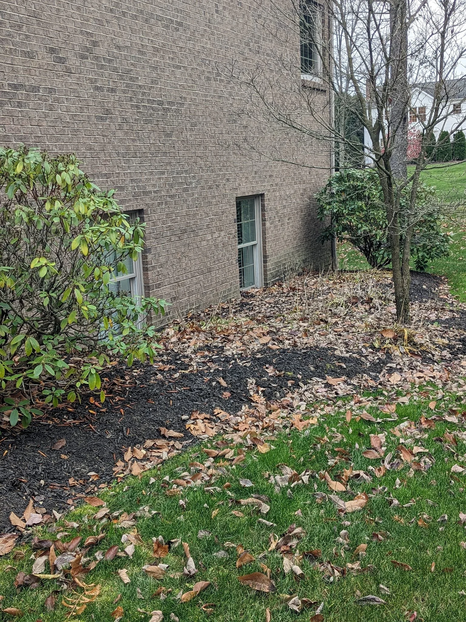 A yard with a brick house wall, a tree, bushes, and a bed of mulch in a residential area.