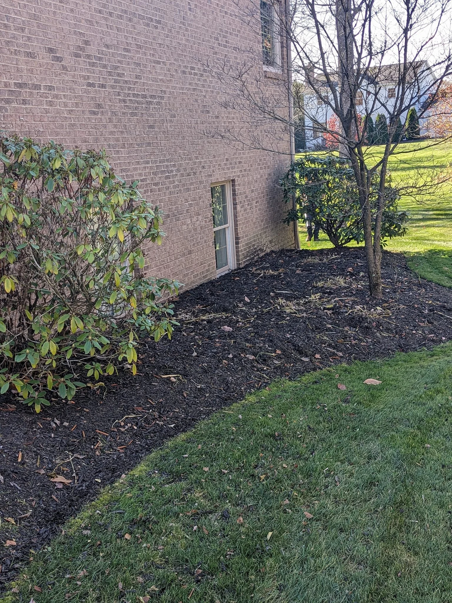 A backyard with a brick house wall, leafless and leafy trees, and a hedge. The ground has dark mulch and a well-kept grassy area.