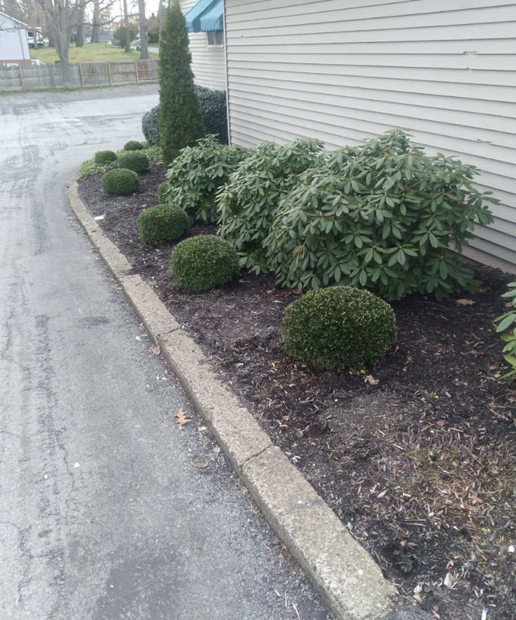 Well-maintained garden bed with neatly trimmed round shrub bushes and taller evergreen trees beside a house with light-colored siding.