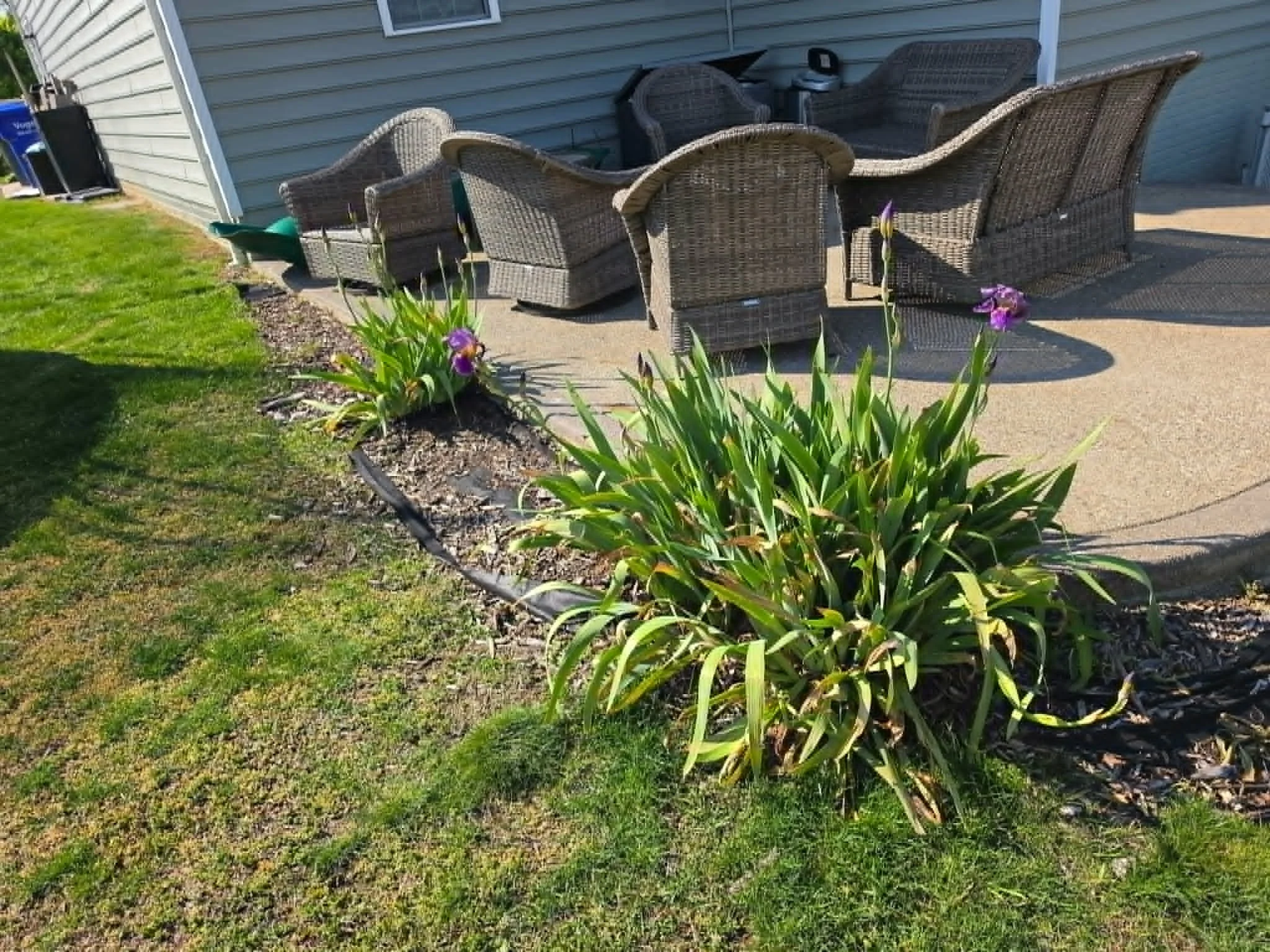 A patio with wicker chairs and a wicker sofa positioned against a house with grey siding. There are purple flowers in a garden bed in the foreground and a patch of grass on the left side of the image.