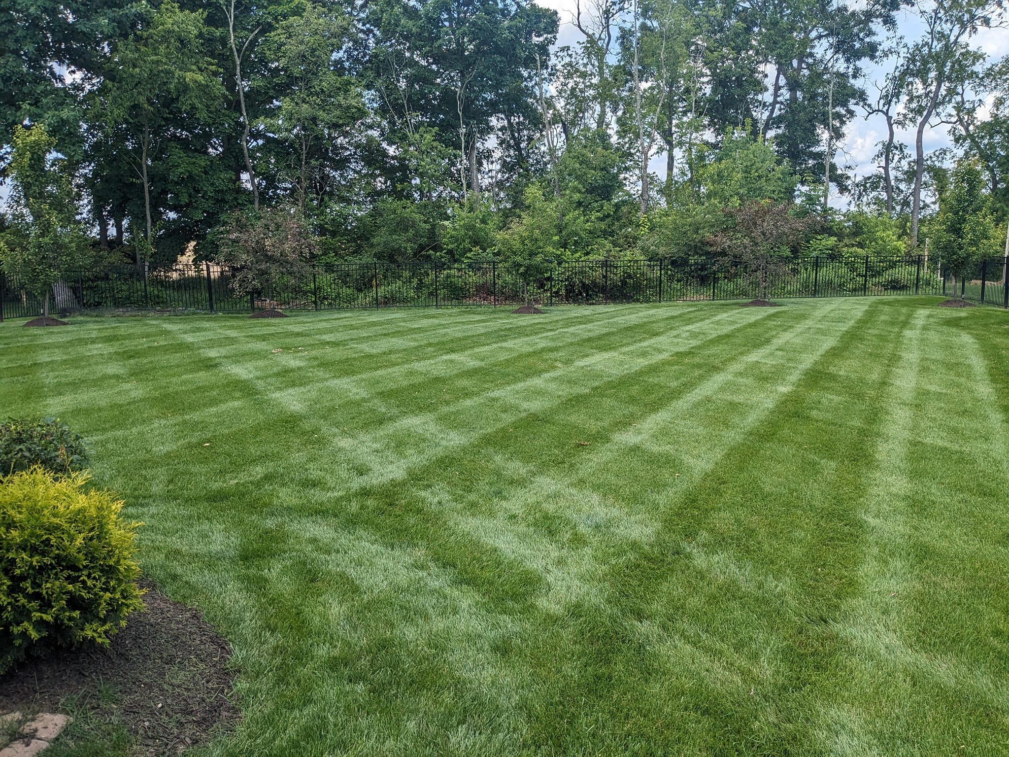 A well-maintained backyard with striped green grass, a black metal fence, and tall leafy trees in the background.