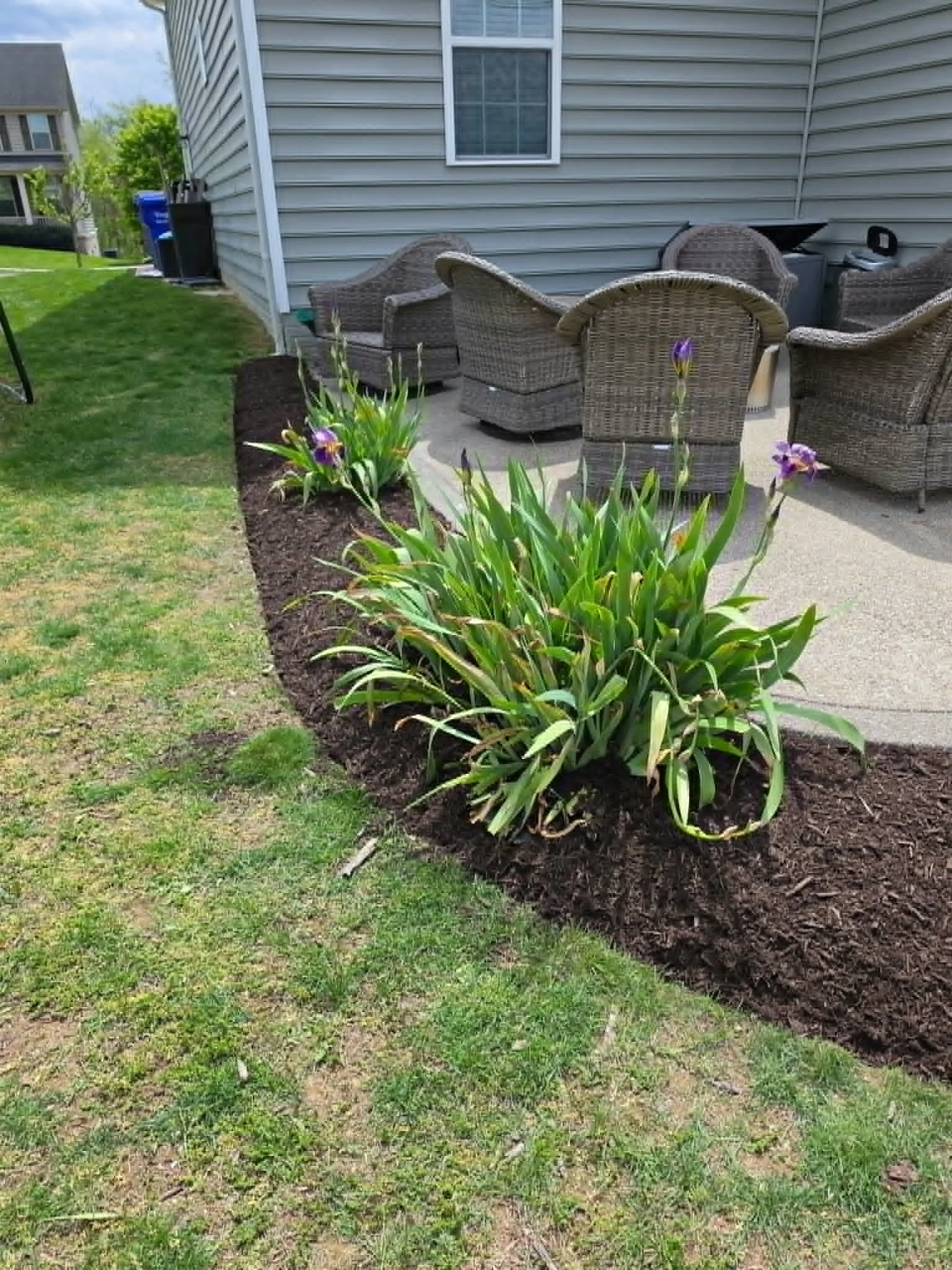 A backyard patio with wicker chairs, a flower bed with purple flowers in the foreground, and a house with gray siding and a window in the background.