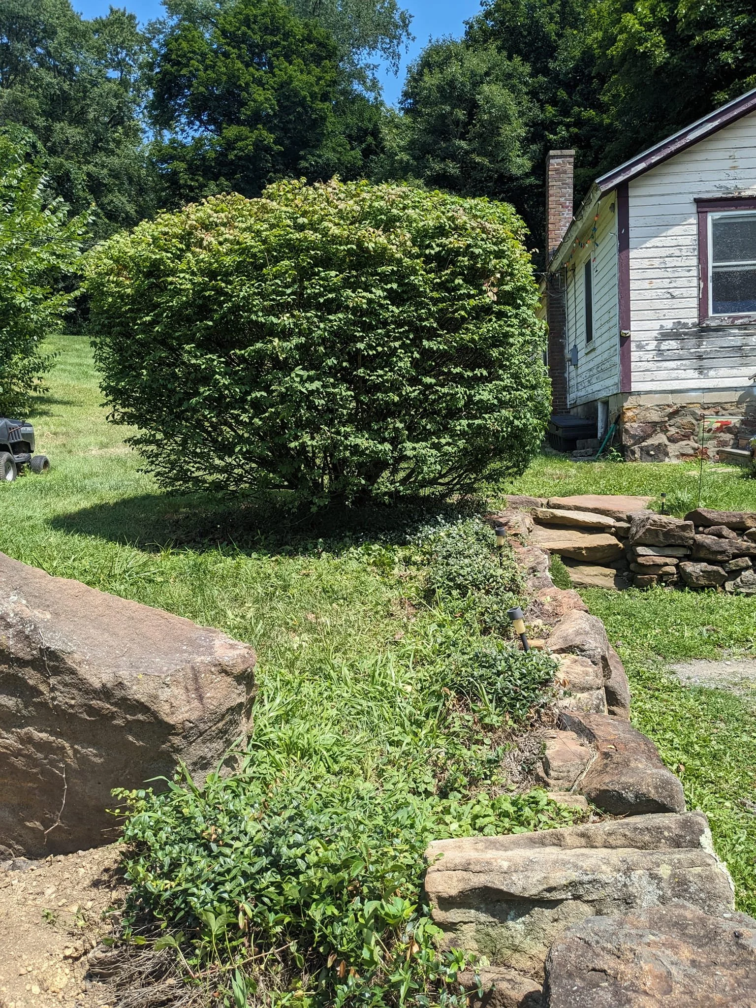 A large green bush in a backyard with a house on the right side, showing weathered white siding and a brick chimney, surrounded by greenery and rocks.