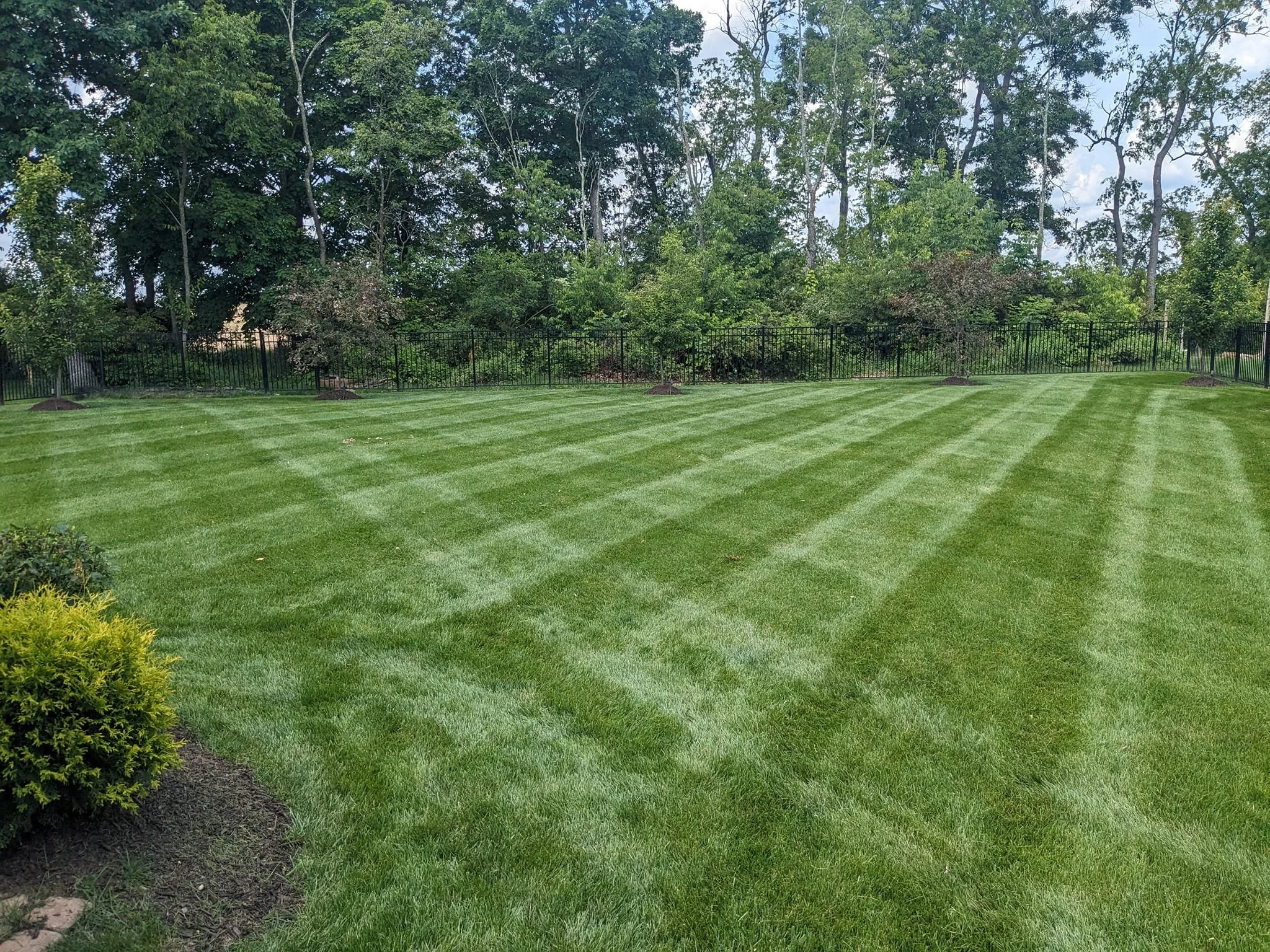 A well-maintained backyard lawn with green grass, bordered by a black metal fence and a row of trees in the background.