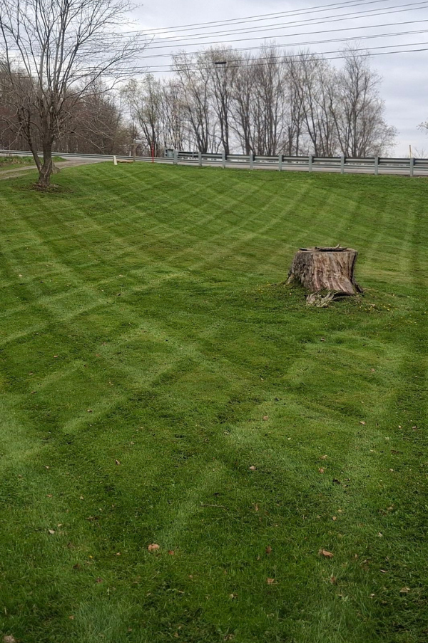 A grassy hill with a tree stump in the foreground and a line of trees and utility wires in the background.