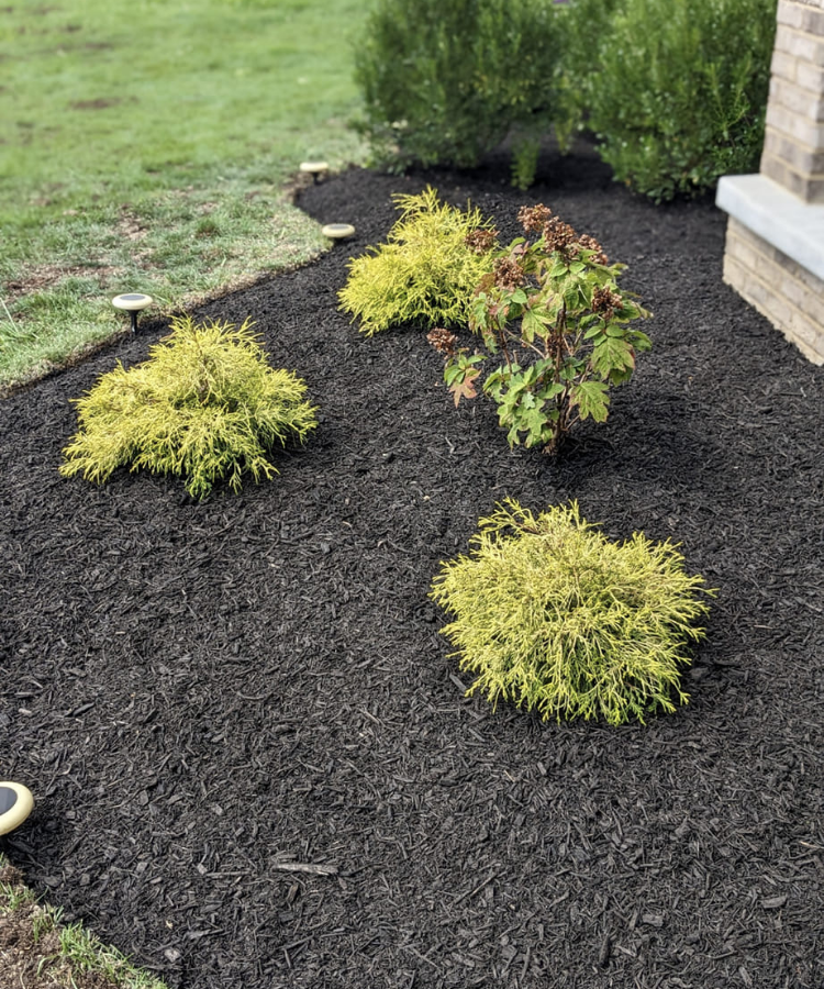 Mulched garden bed with small yellow-green shrubs and a larger green shrub near a brick house wall, with outdoor lighting fixtures along the edge of the bed.
