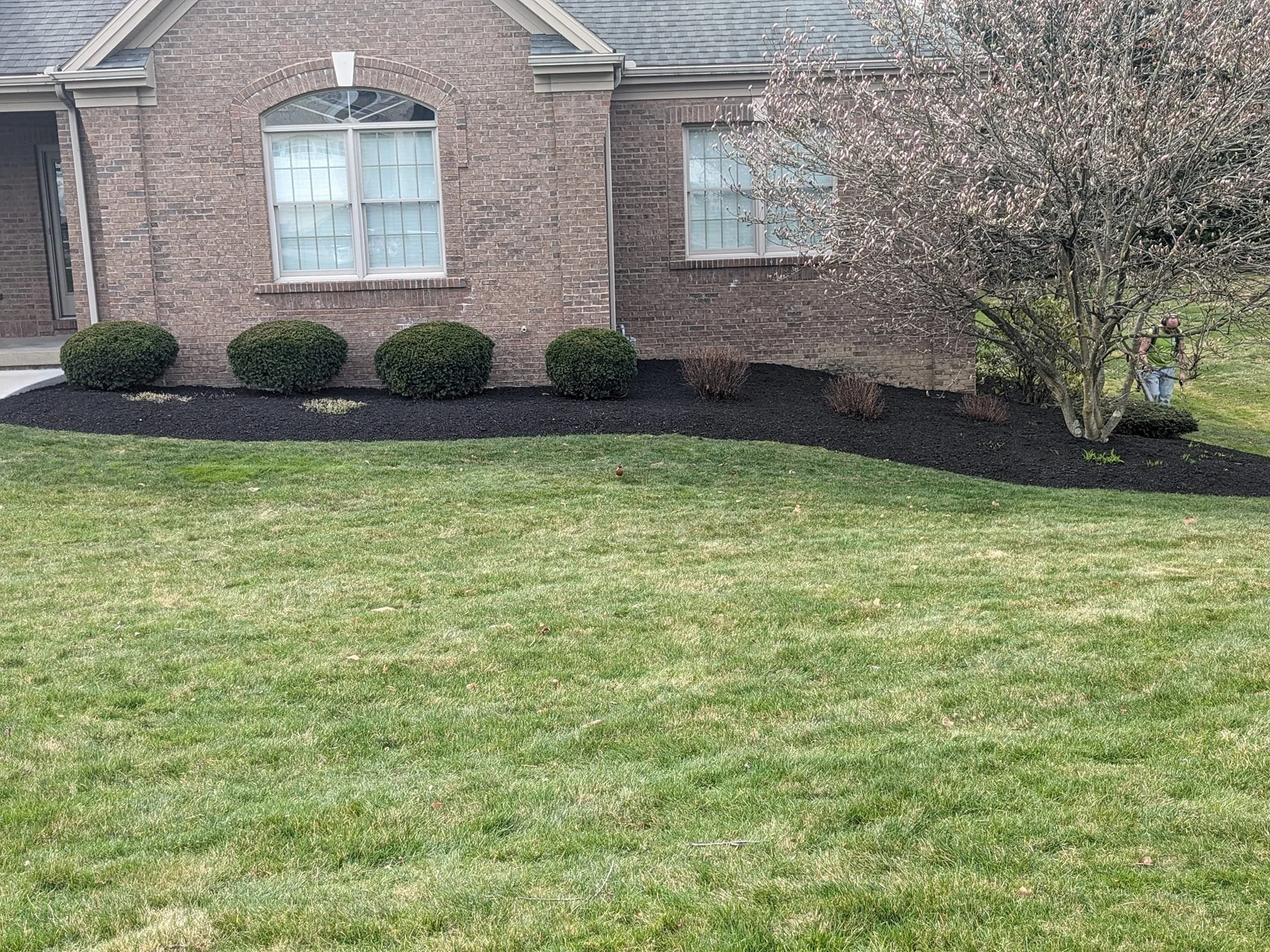 A brick house with two arched windows and three bushes in front. A tree with pink blossoms on the right side. Part of a person is visible on the far right, wearing a green shirt and a cap.
