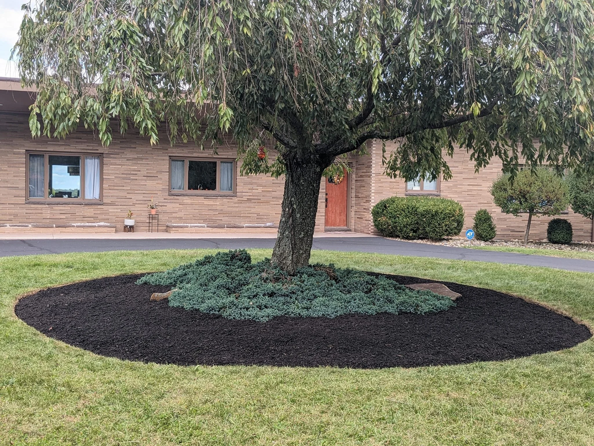 A front yard with a large tree, a circular flower bed with blue and green ground cover plants, a well-maintained lawn, and a brick house in the background.