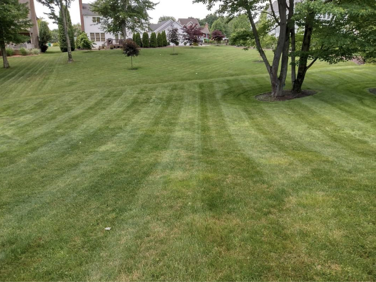 A well-maintained lawn with green grass, striped pattern, trees, and houses in the background.
