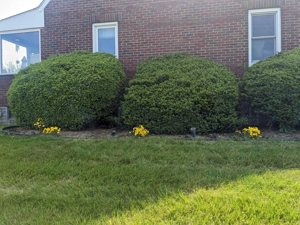 Green shrubs and yellow flowers in a garden bed in front of a brick house with two windows, and a grassy lawn in the foreground.