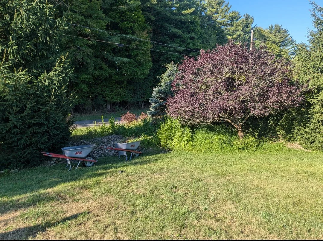 A backyard with grass, two small wheelbarrows, and a blooming purple tree surrounded by green bushes and trees.