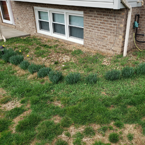 A backyard with a brick house, a flower bed with green plants, and patchy grass.