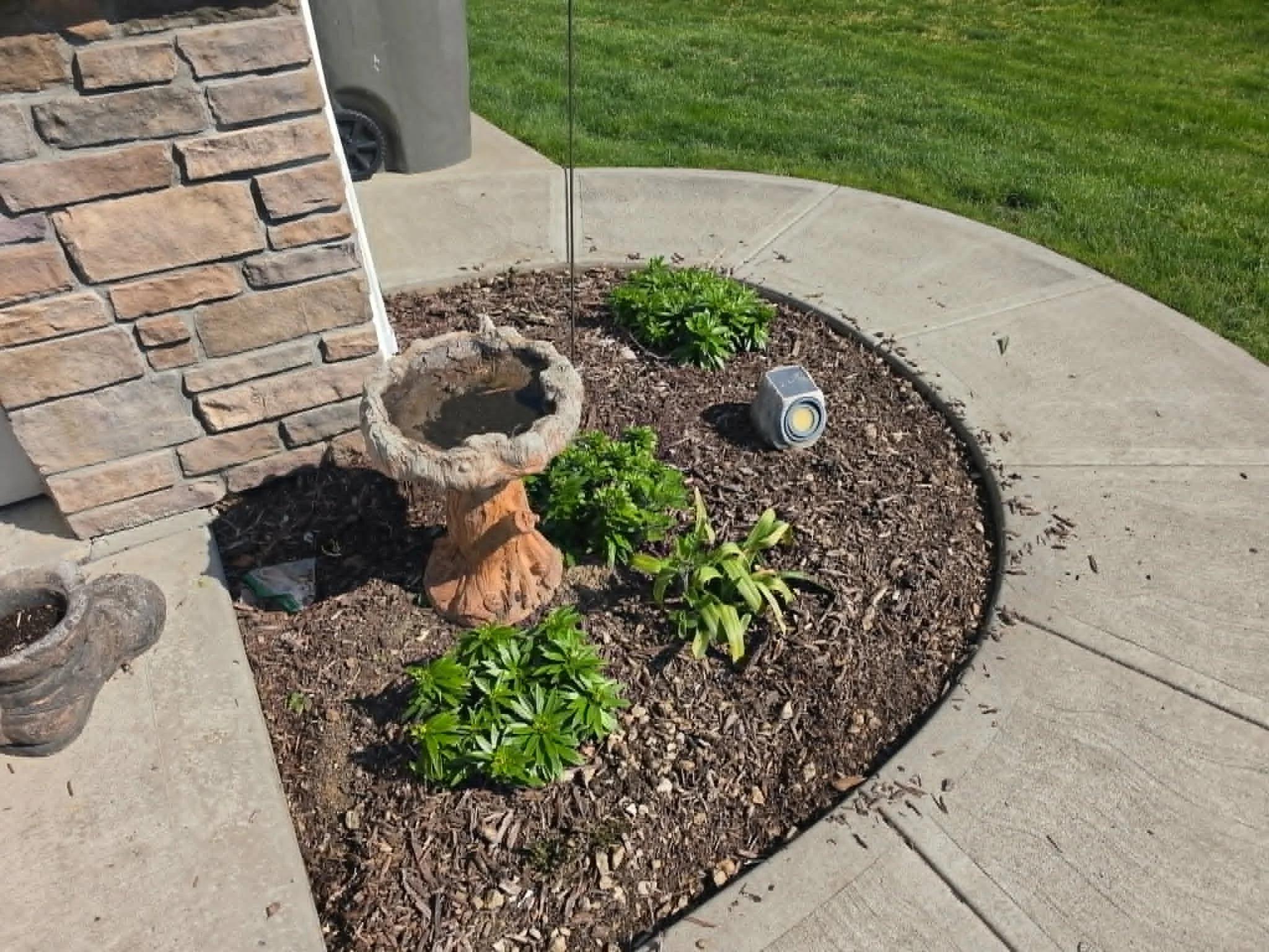 A small garden bed with green plants, surrounded by mulch, next to a concrete sidewalk, with a brick wall and a trash can in the background.