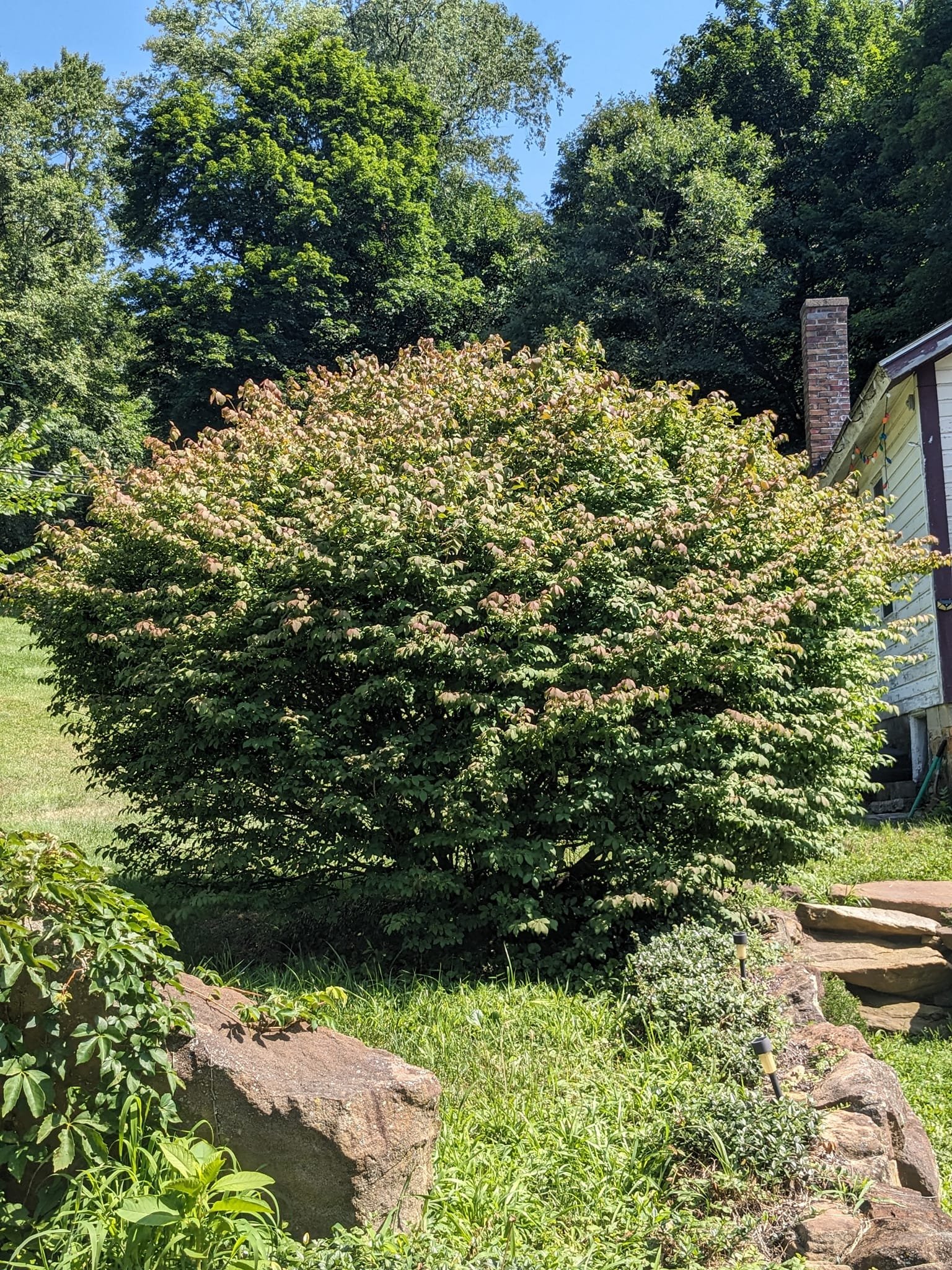 A lush garden with a large flowering shrub, rocks, steps, and a house with a brick chimney and string lights