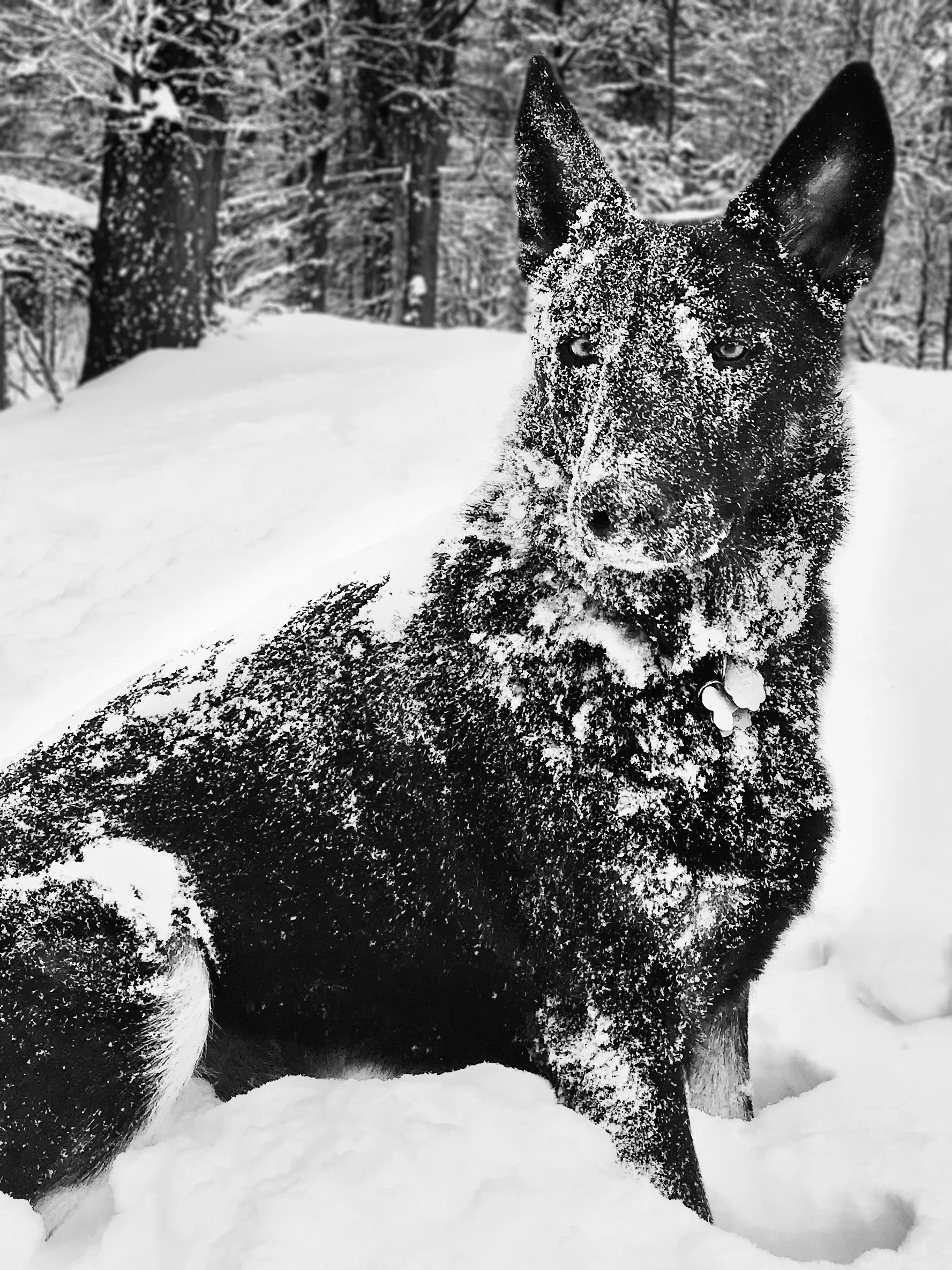 IMG_3920_oz in snow copy.jpg
