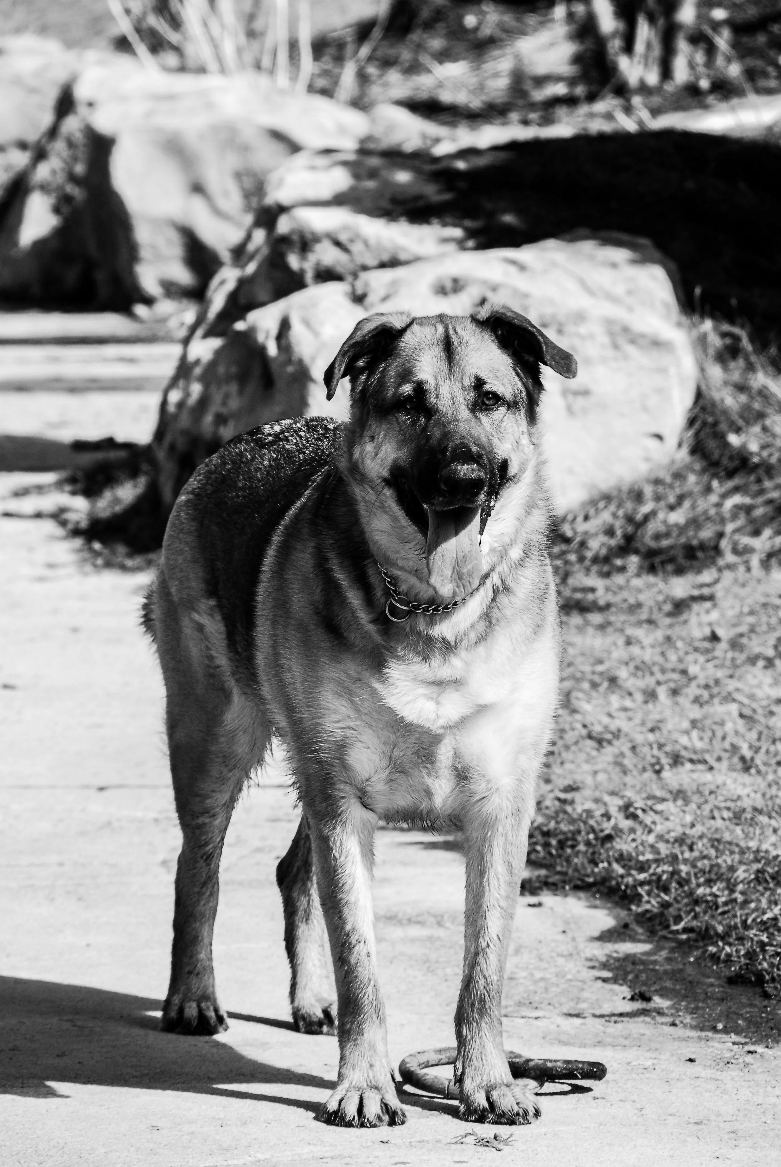DSC_1278.jpg