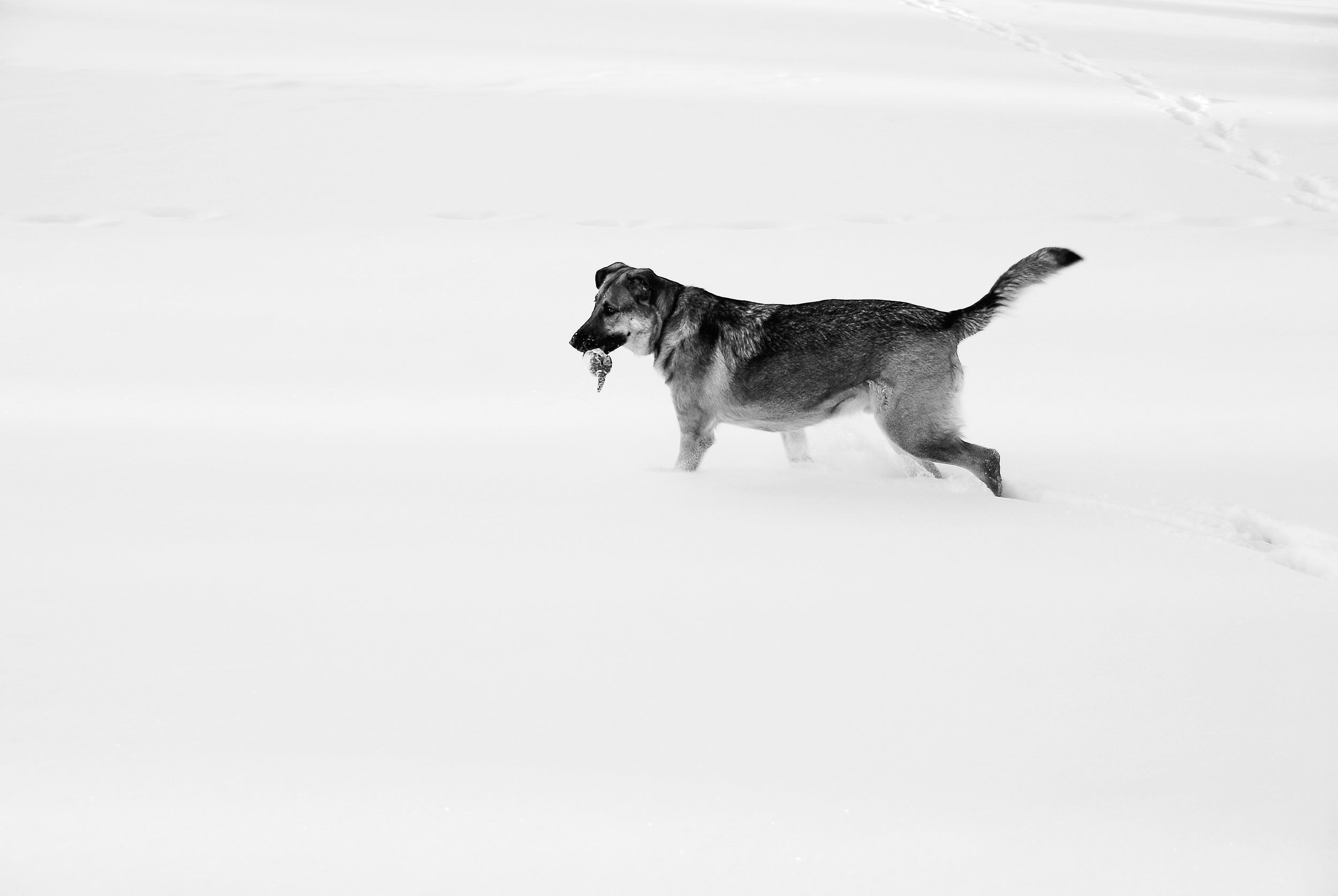 DSC_0228.jpg