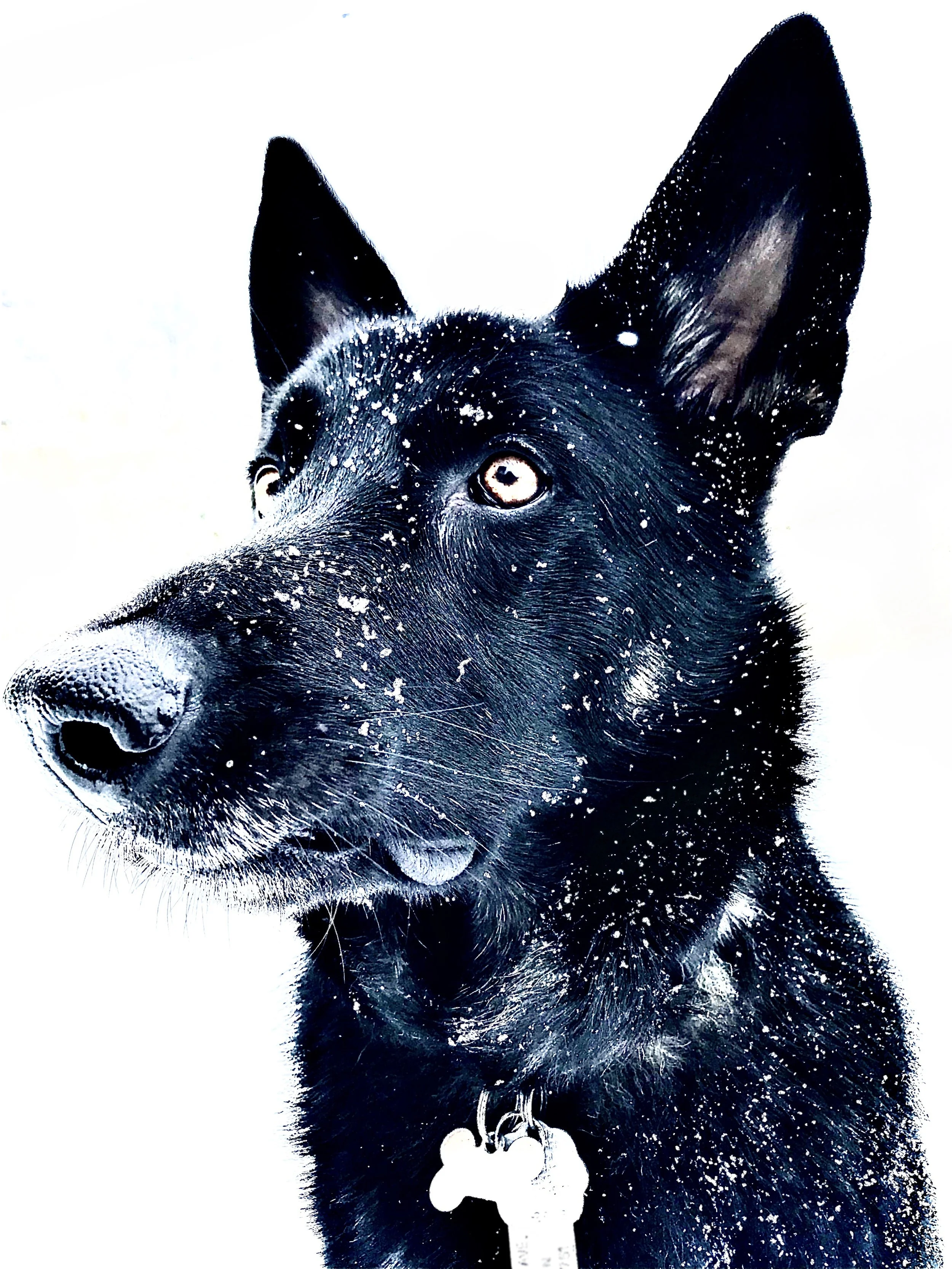 IMG_1321_Oz in snow.jpg