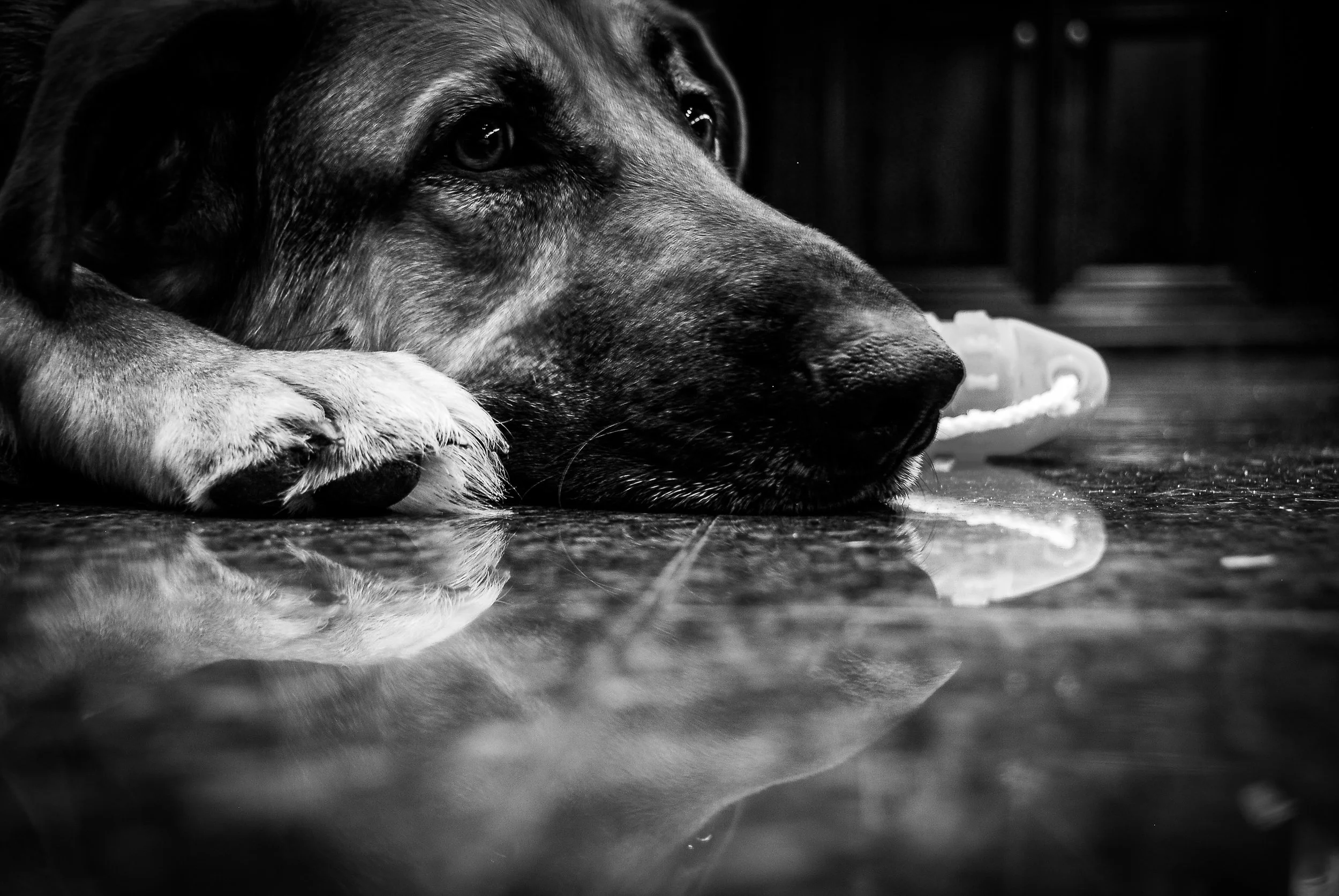 DSC_0987.jpg