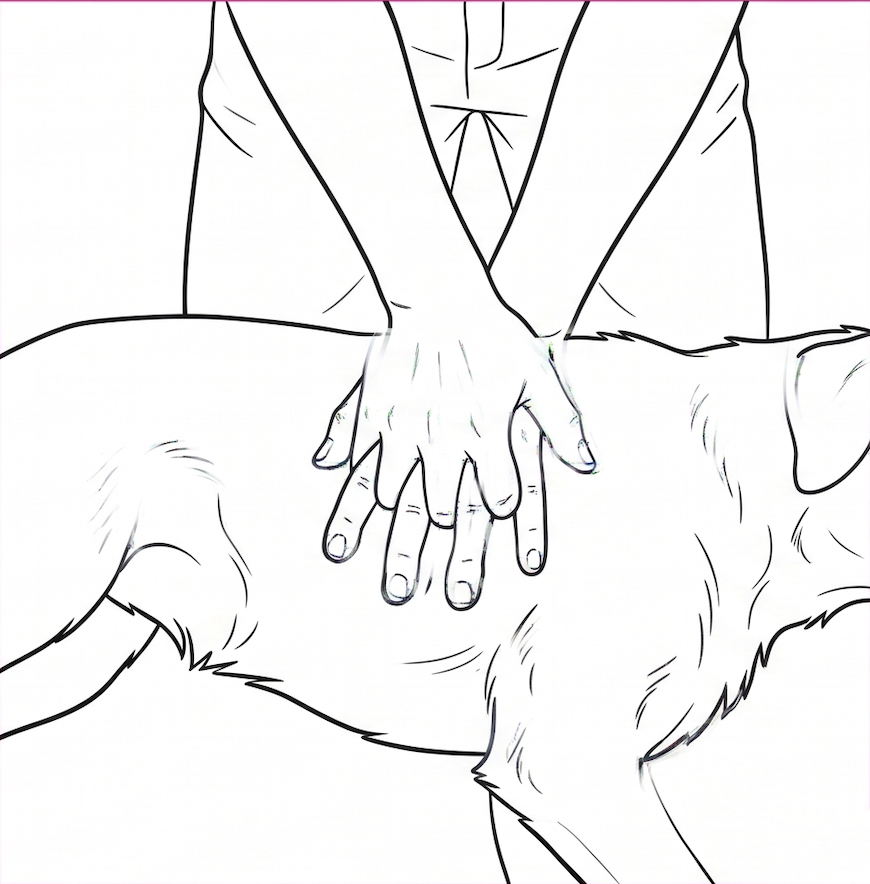 Canine CPR & Emergency First Aid