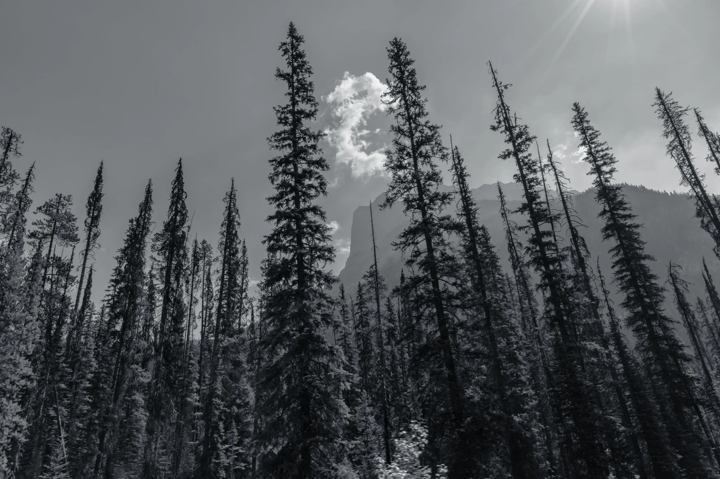 trees.jpg