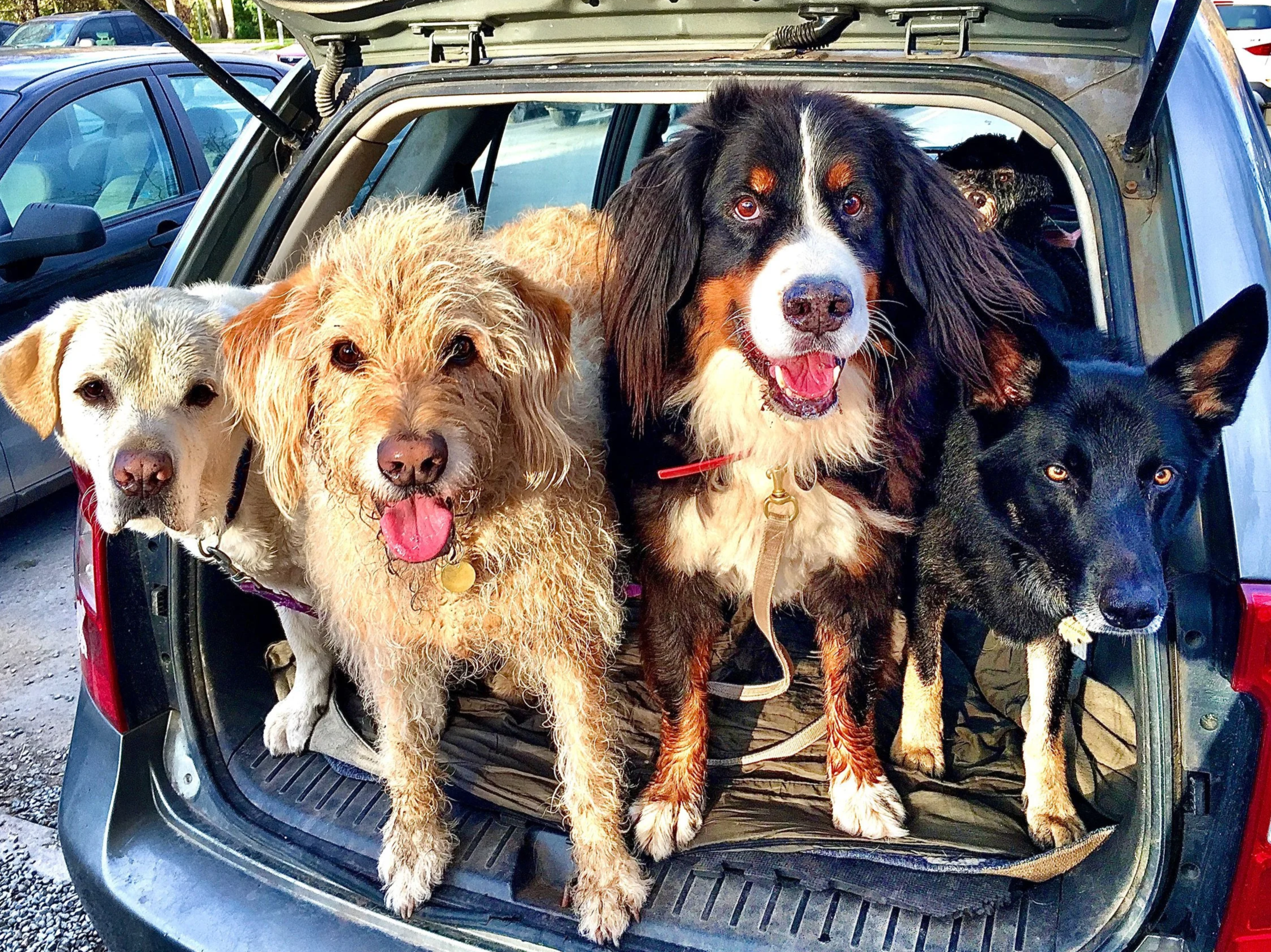 Oz and his friends