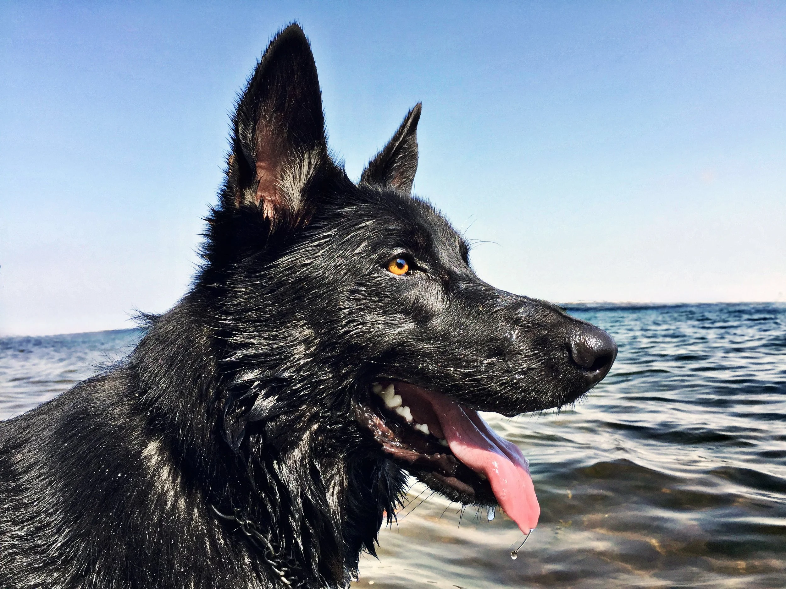 IMG_4240_Oz at the lake profile.jpg
