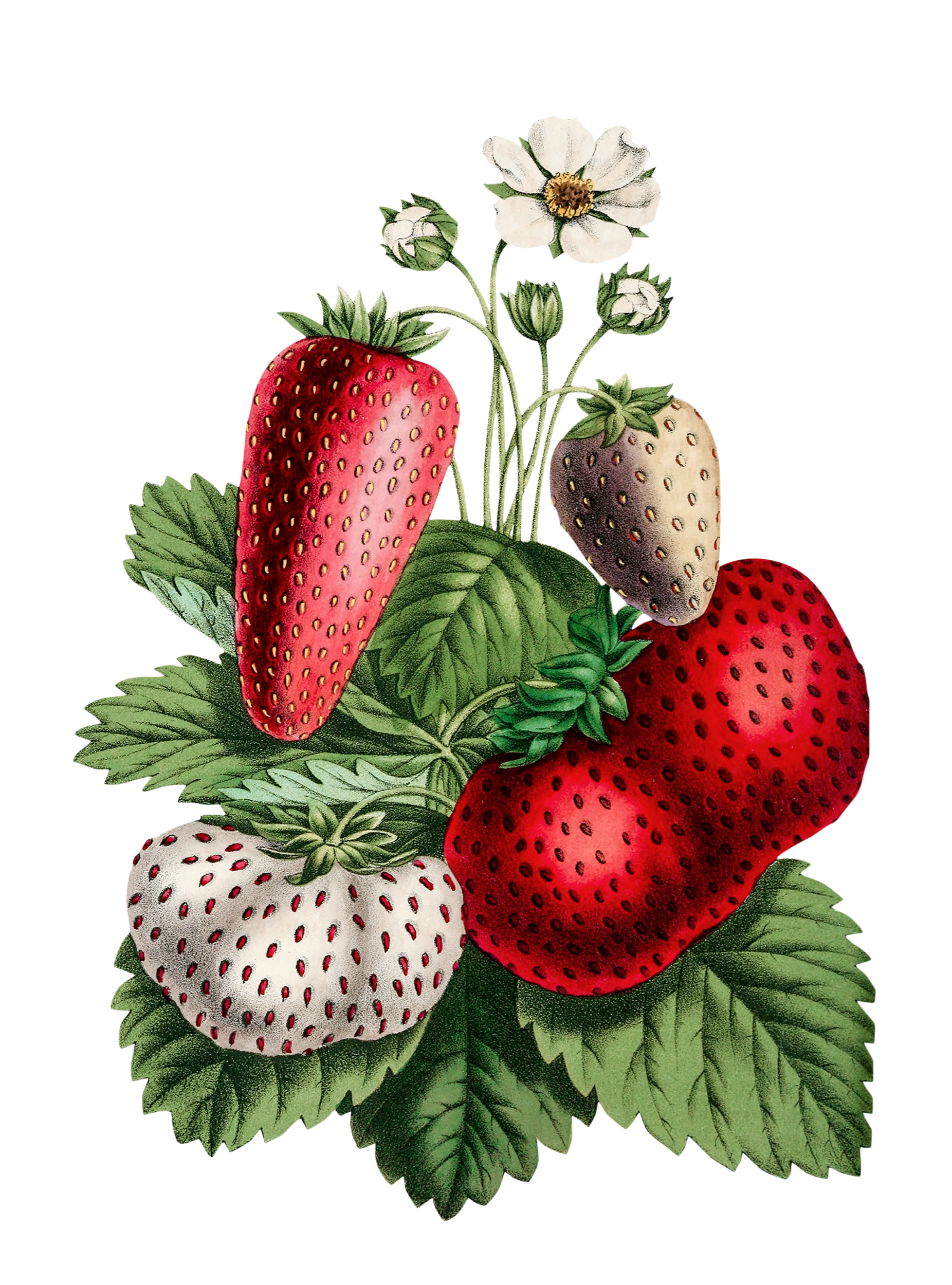 Strawberries 1/2.kg